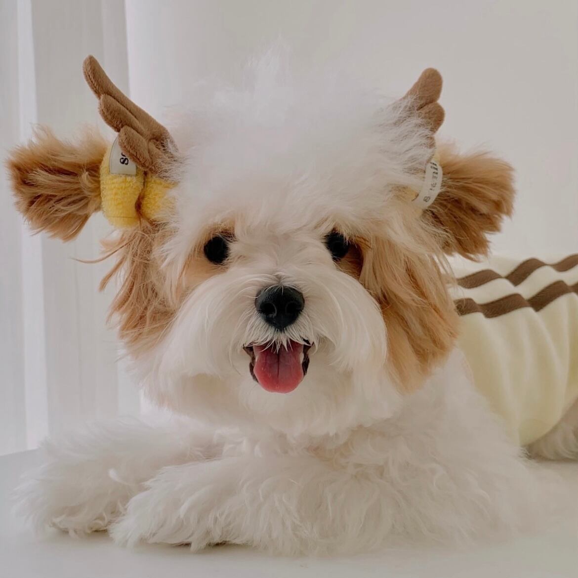 【seenii】Swing top （yellow）