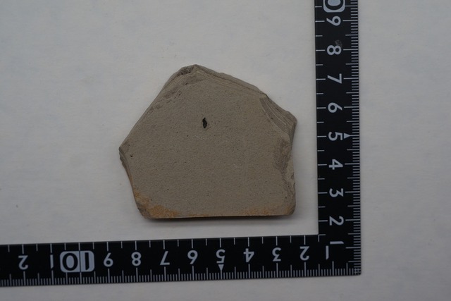 木の葉 化石 Fossil Leaf