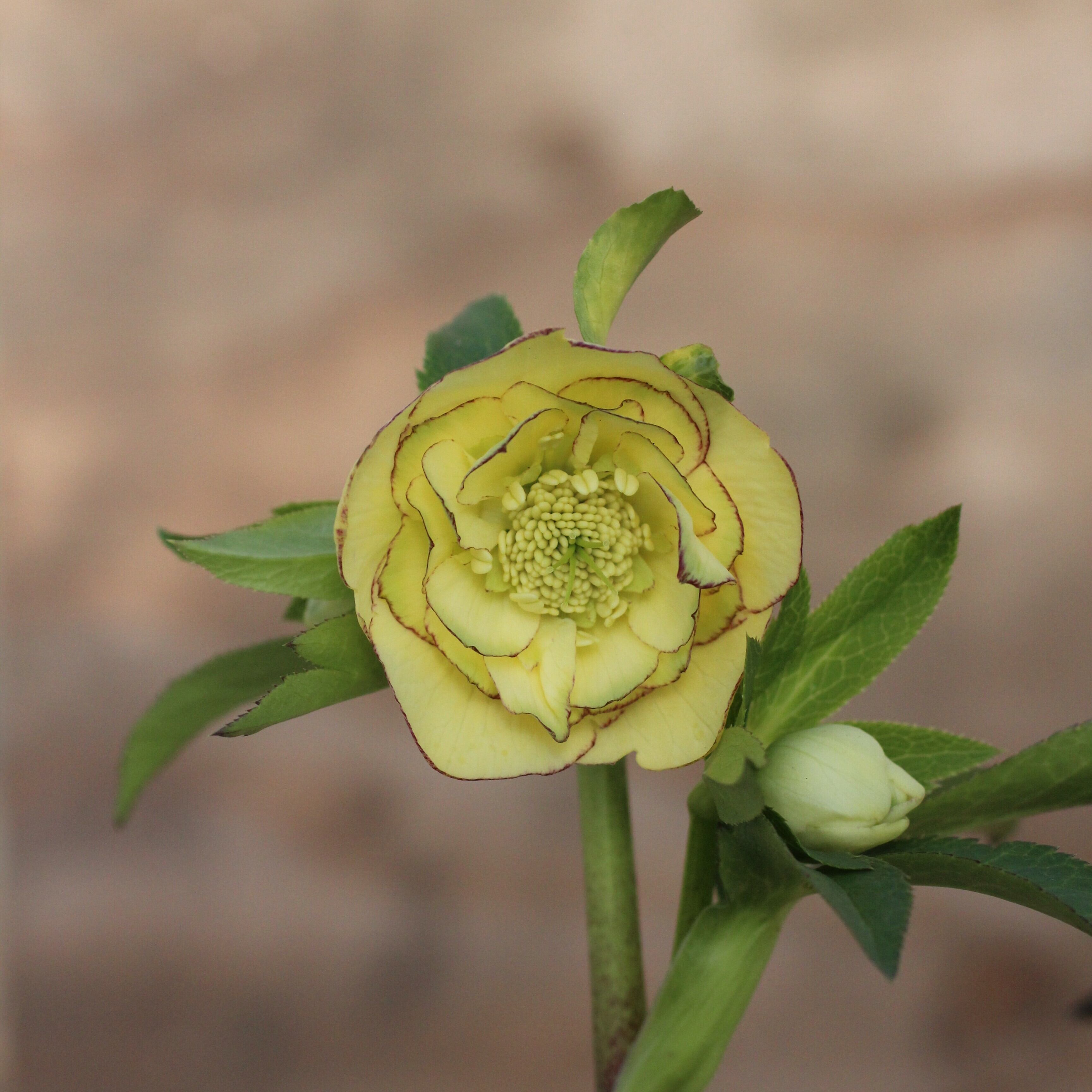 WS26-058 クリスマスローズ ウィンターシンフォニー イエローピコティ