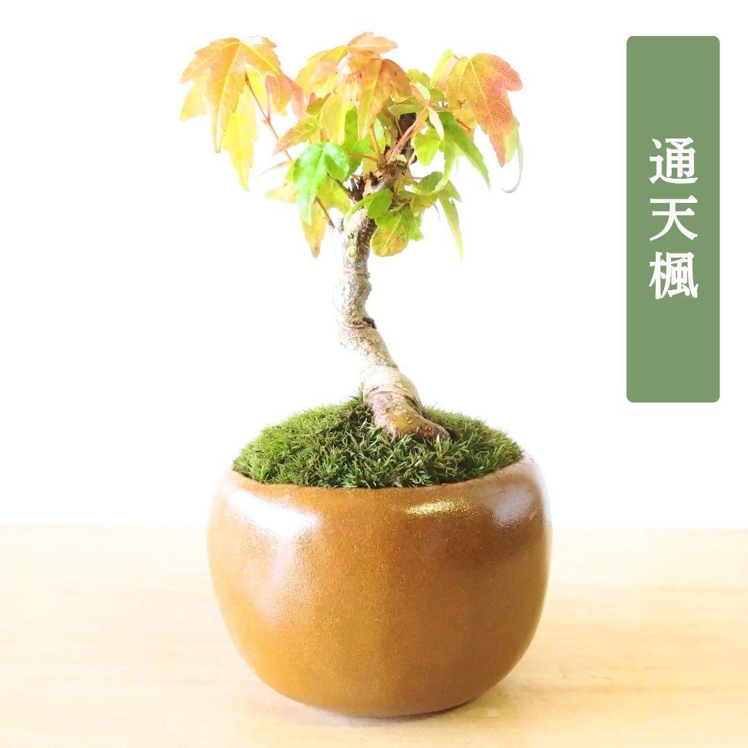 POTOCO 唐楓 カエデ 通天楓 観葉植物 陶器鉢 盆栽 小品盆栽 苔玉 POTOCO 唐楓 カエデ 通天楓 観葉植物 陶器鉢 盆栽 小品盆栽 苔玉 | POTOCO