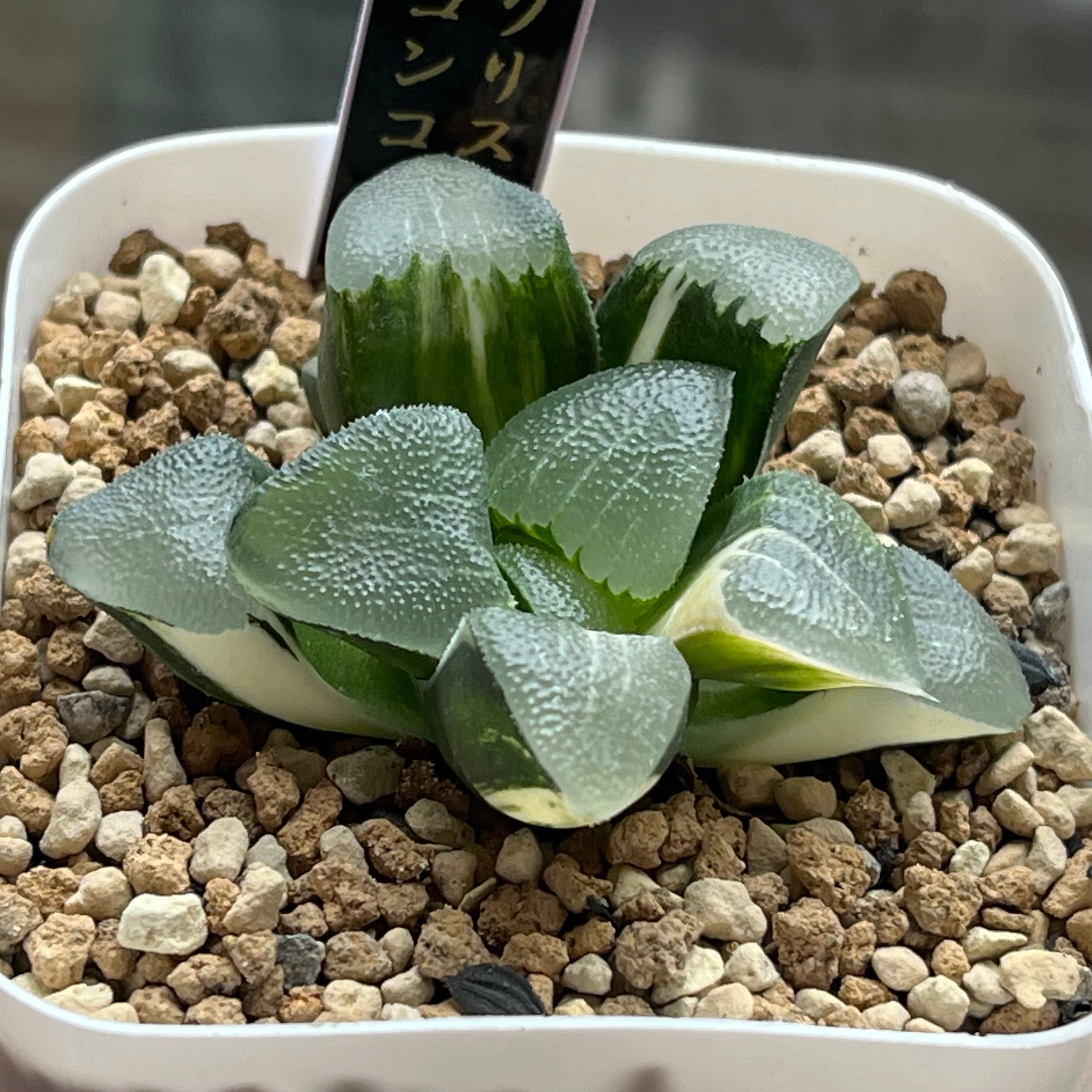 ハオルチアオプシス　泪珠錦 ハオルチオプシス 泪珠錦 | mocono_plants