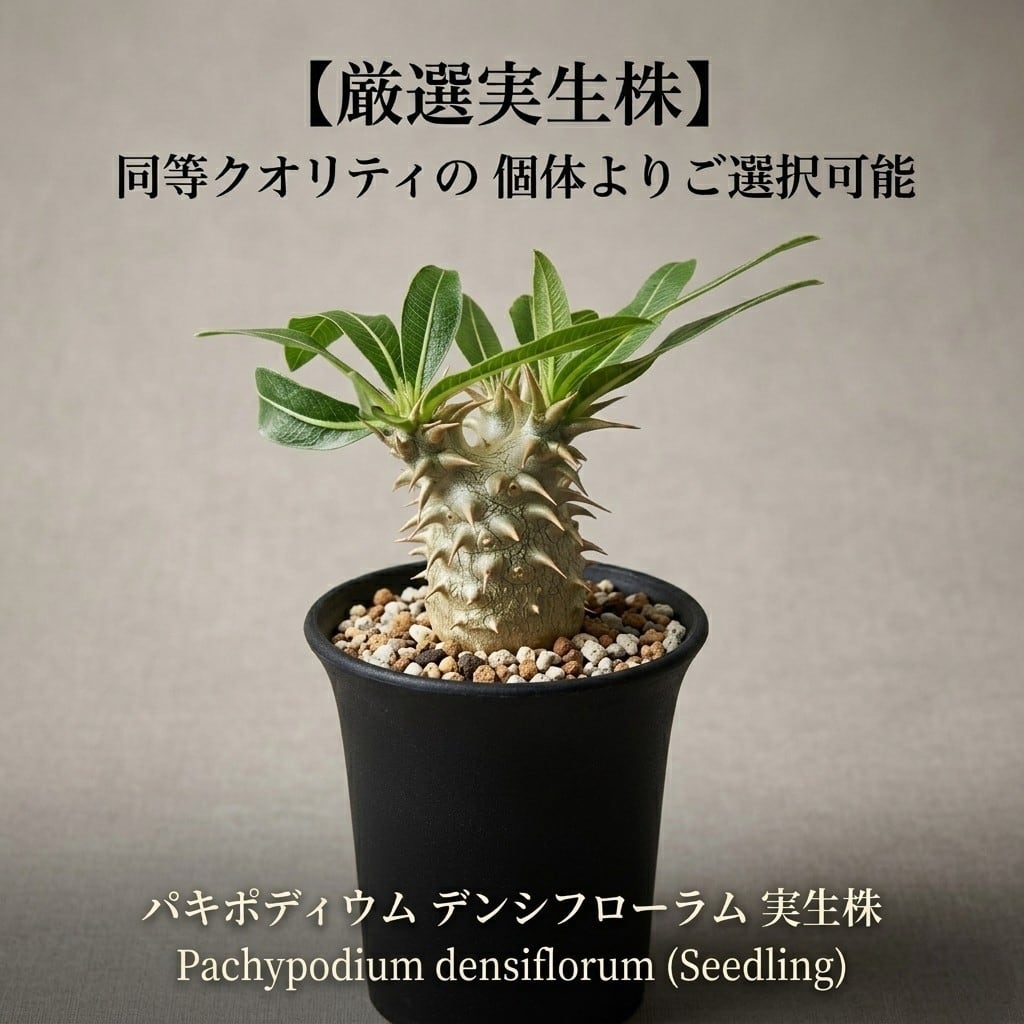 パキポディウム・デンシフローラム 実生株 (和名：シバの女王の玉櫛