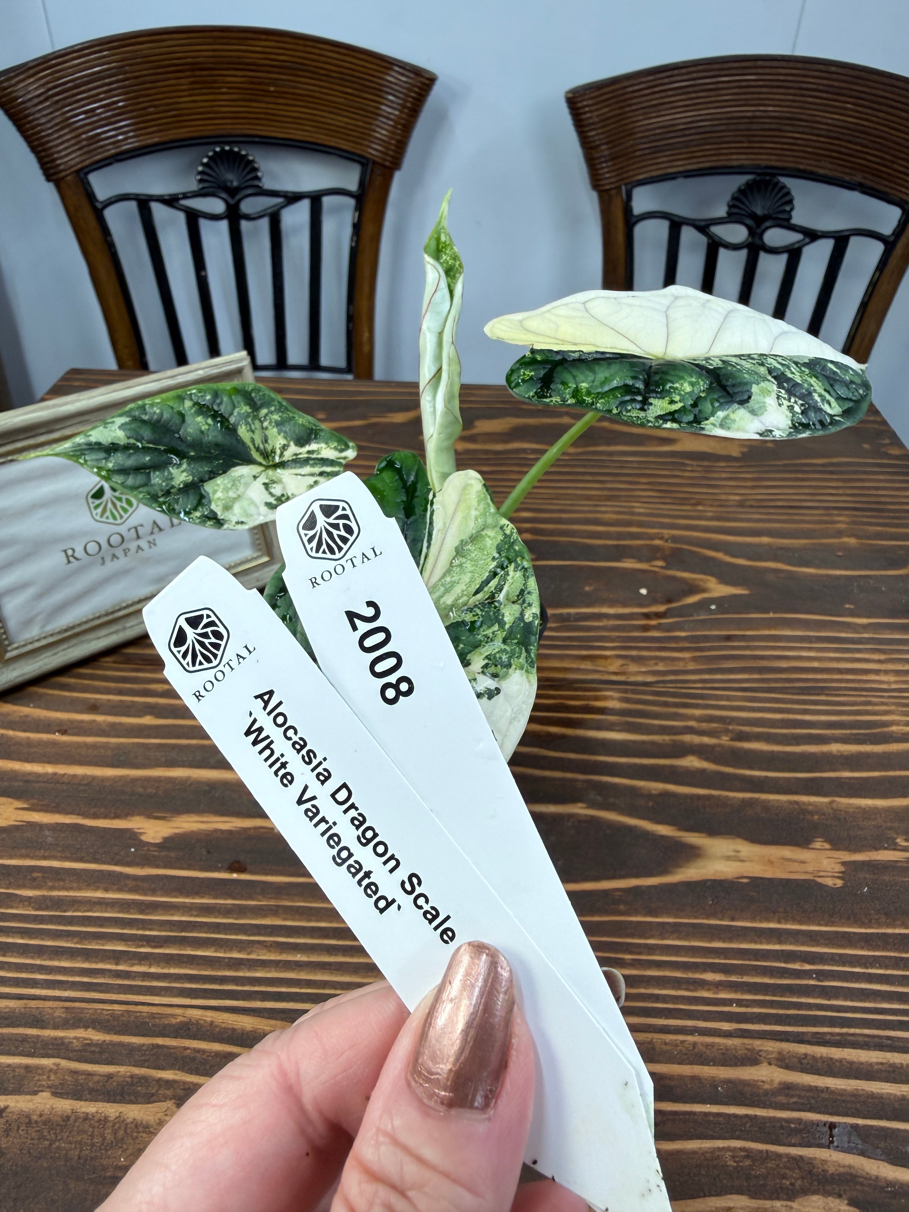 ドラゴンスケールホワイト バリエガータ | ROOTALPLANTS