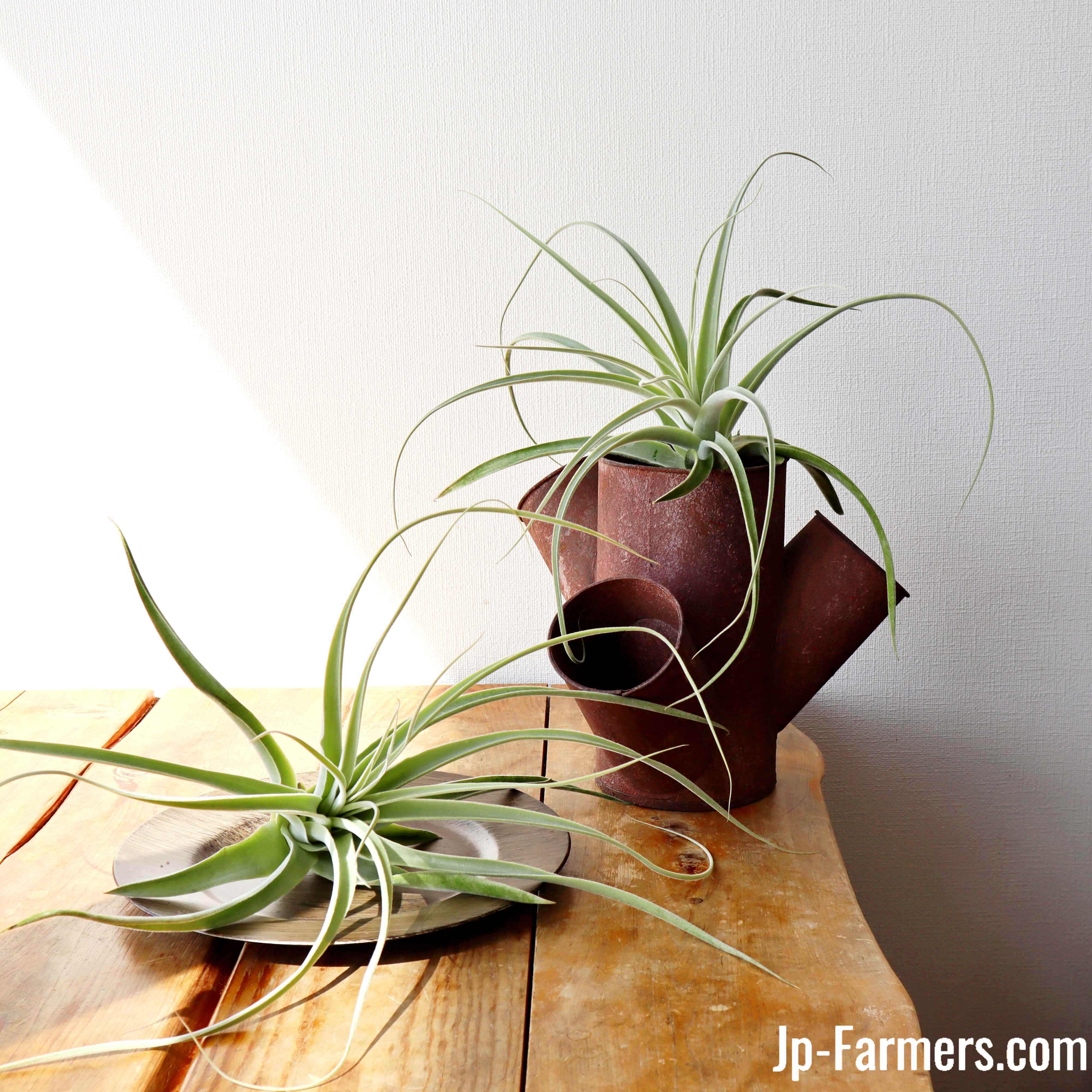 お部屋の象徴に チランジア（エアプランツ）ストラミネア Tillandsia