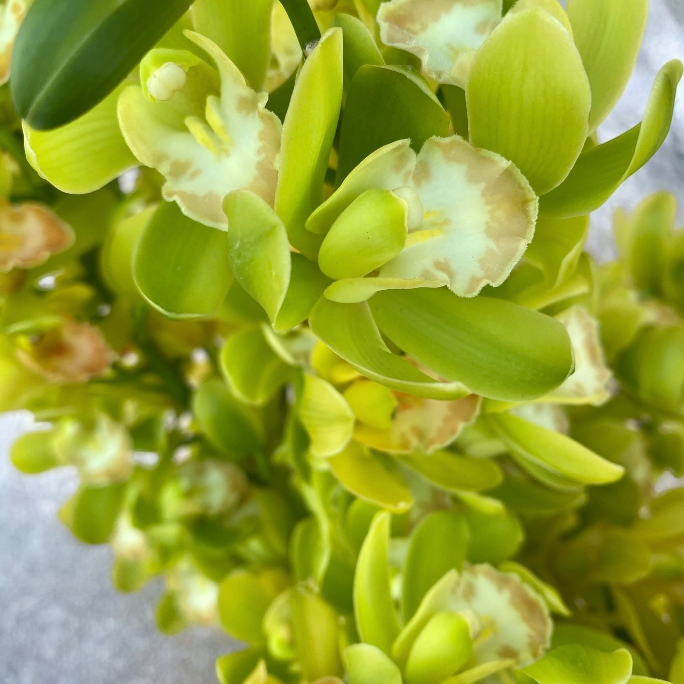 esprio fleurs paris】【 切花最高等級『秀等級』シンビジウム