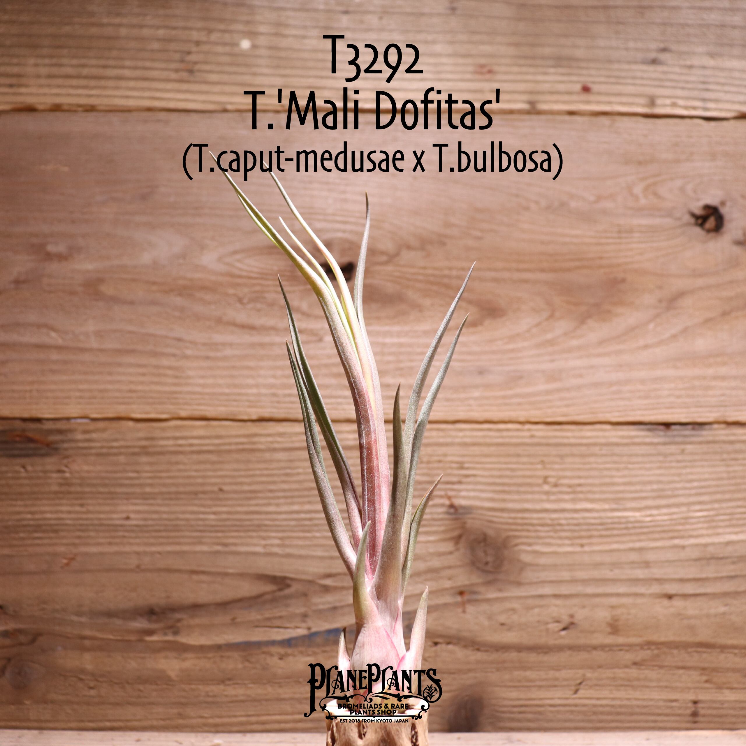 【送料無料】'Mali Dofitas'〔エアプランツ〕現品発送T3292