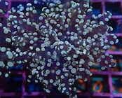 【現地買付】ParaDivisa ClearPink 2