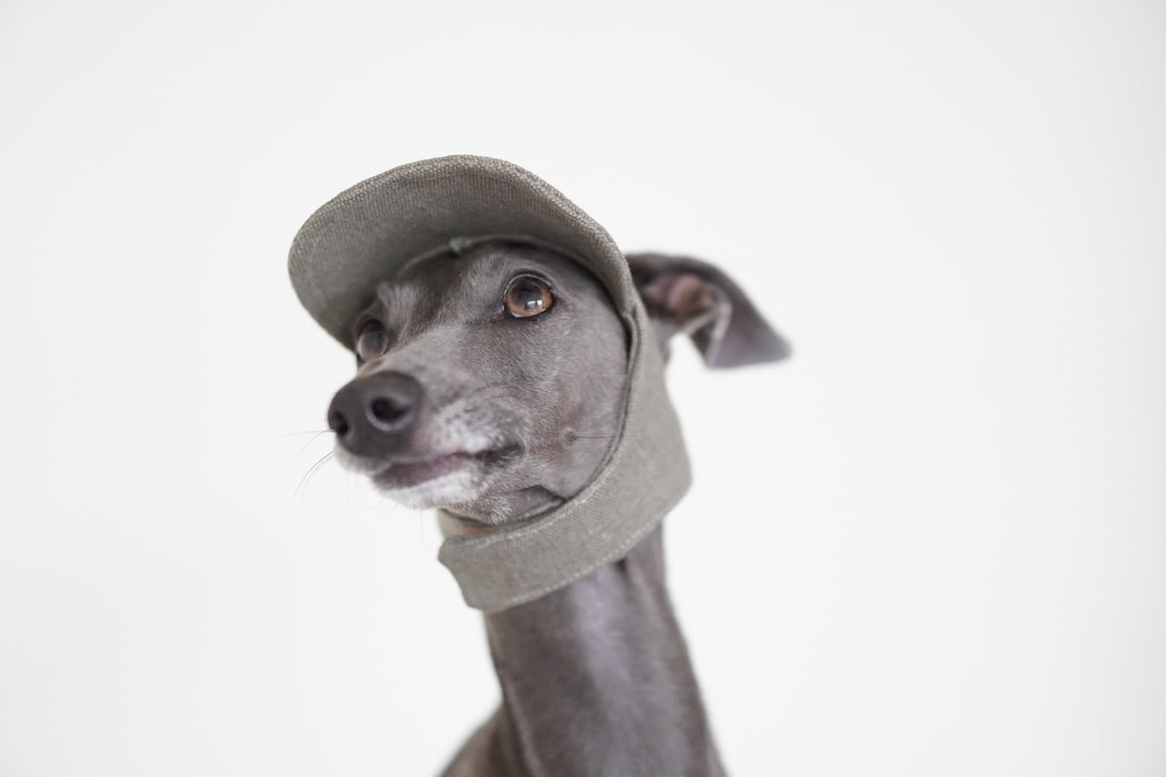 flat cap whippet