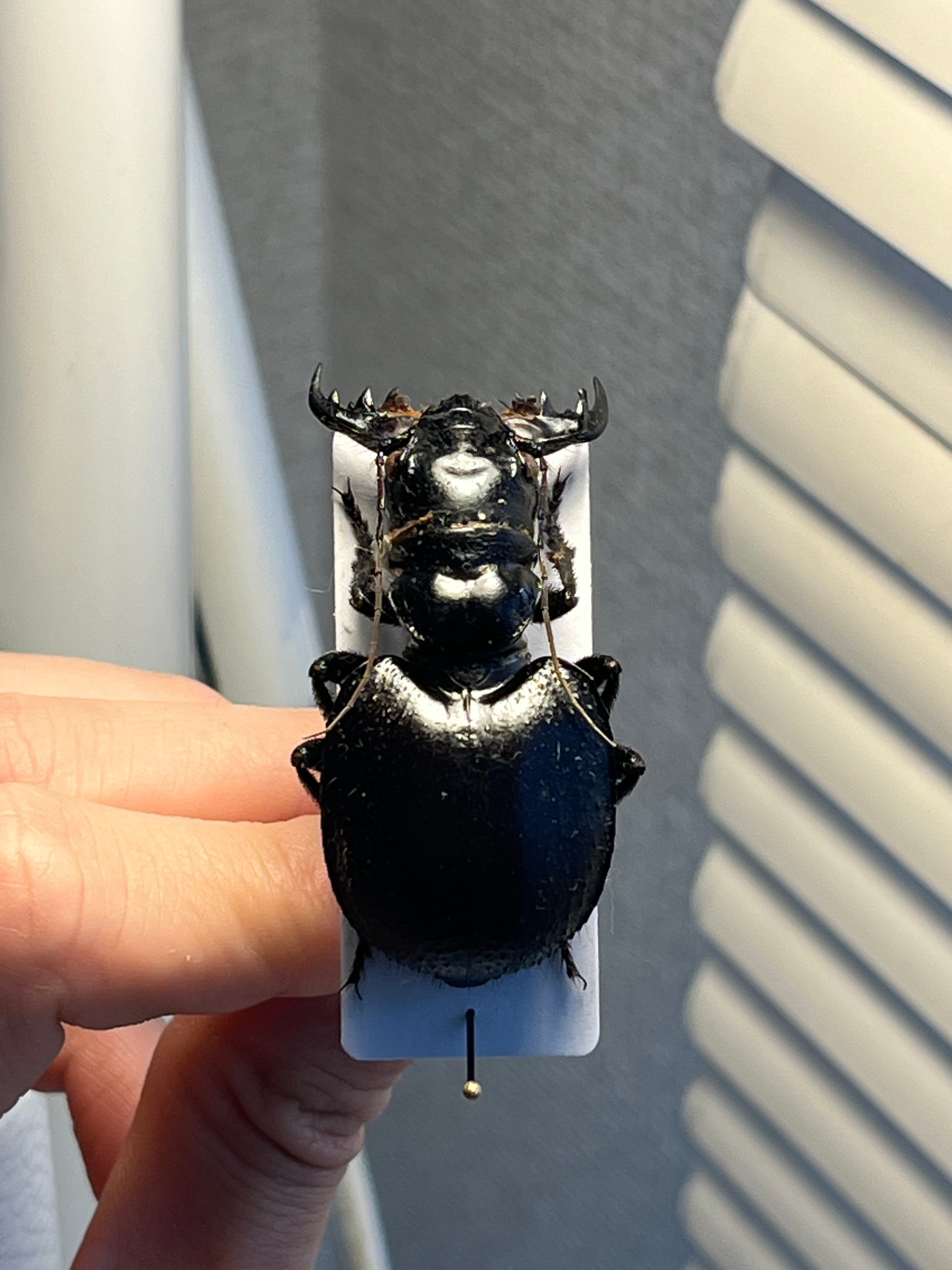 大閻魔斑猫最大種】オオエンマハンミョウ Manticora タンザニア産 昆虫