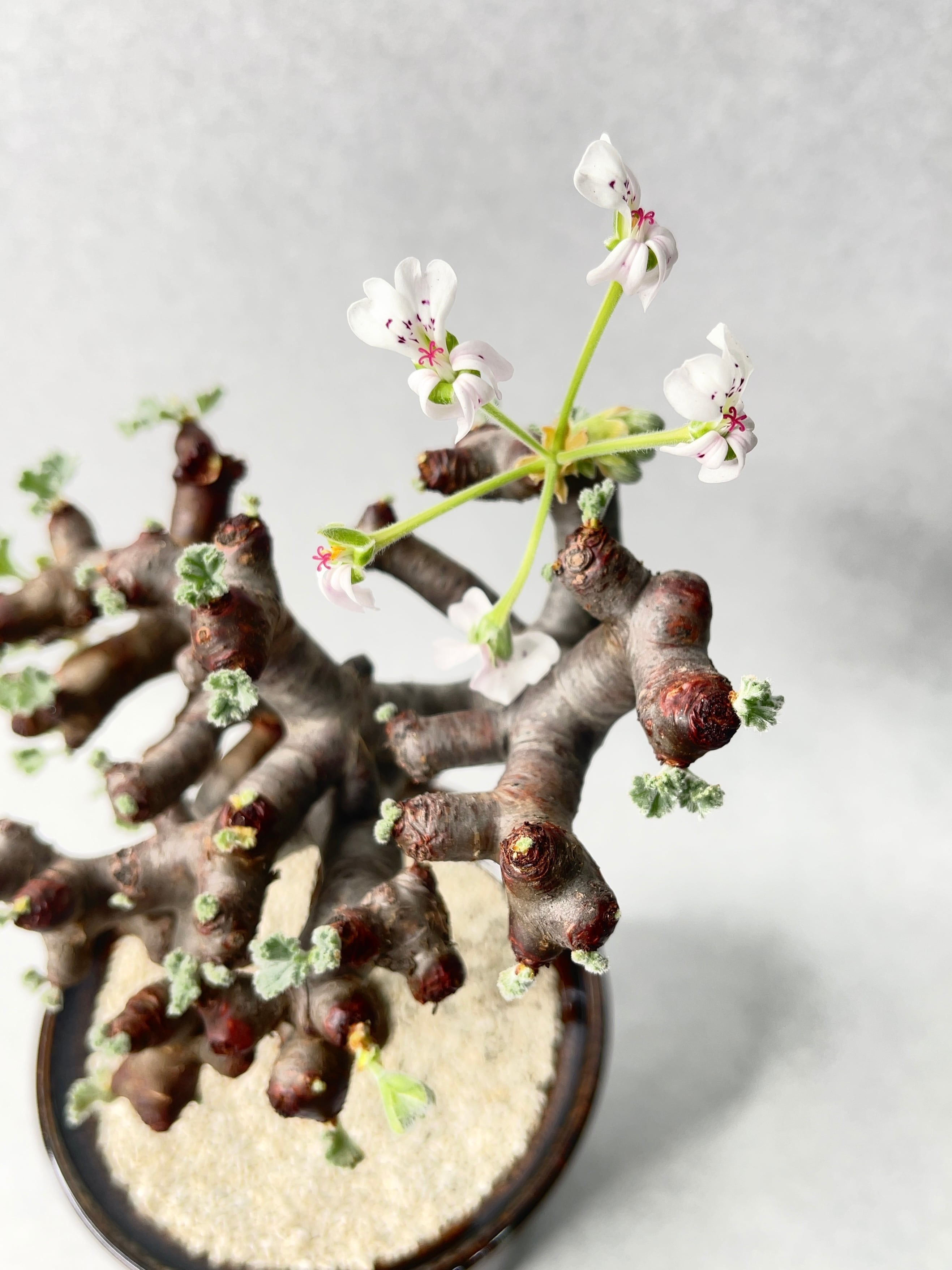 ペラルゴニウム・ミラビレ | trigger