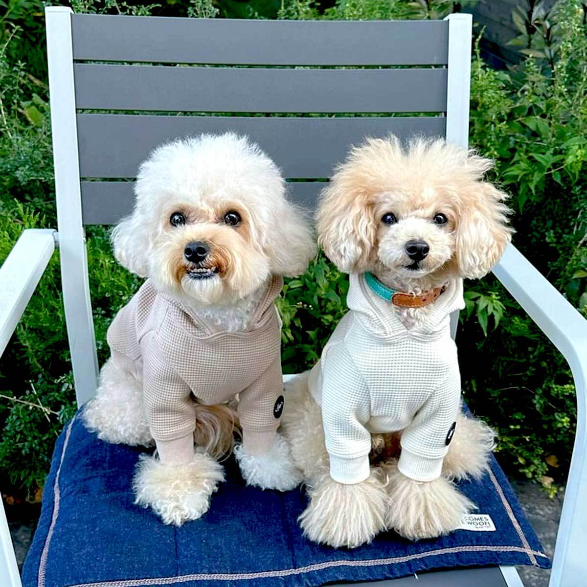 犬の服☆フワフワ気持ち良いワッフルニットのパーカーは良く伸びるので