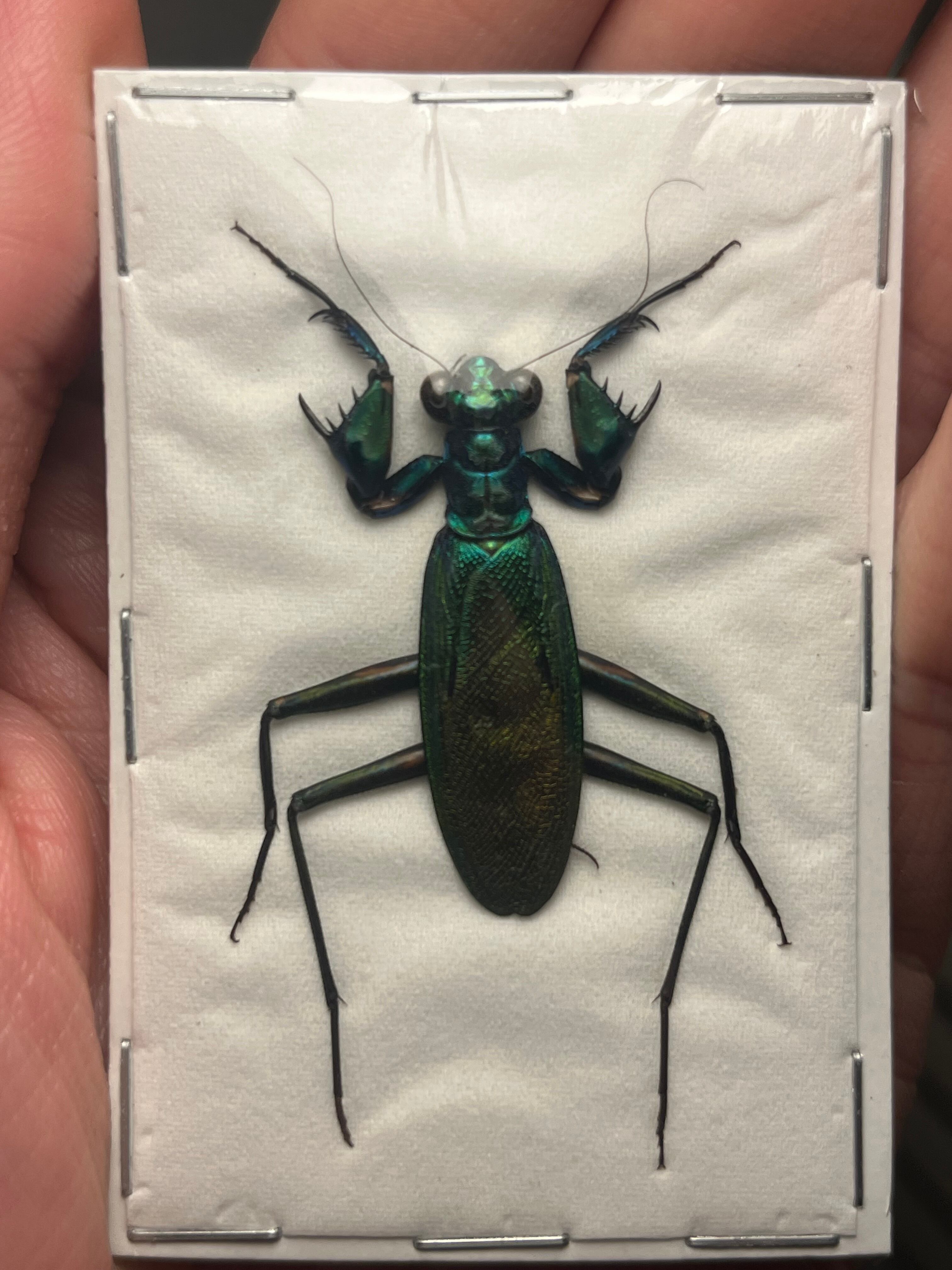 直翅類 | オモニキチュウ