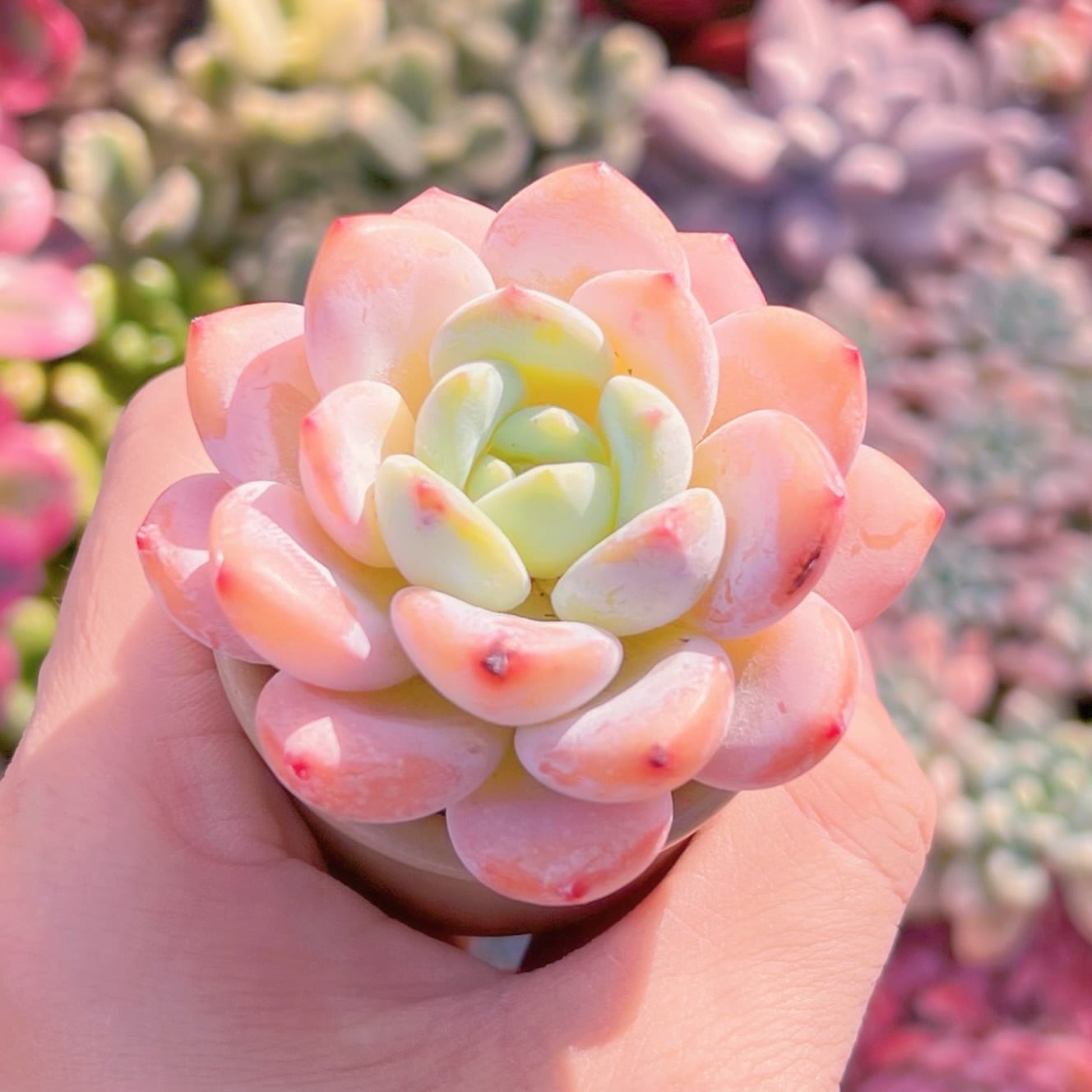 多肉植物 優萌(ゆめ)♡小苗(ぼのぼのさん苗) 多肉植物 ぼのぼのさん苗