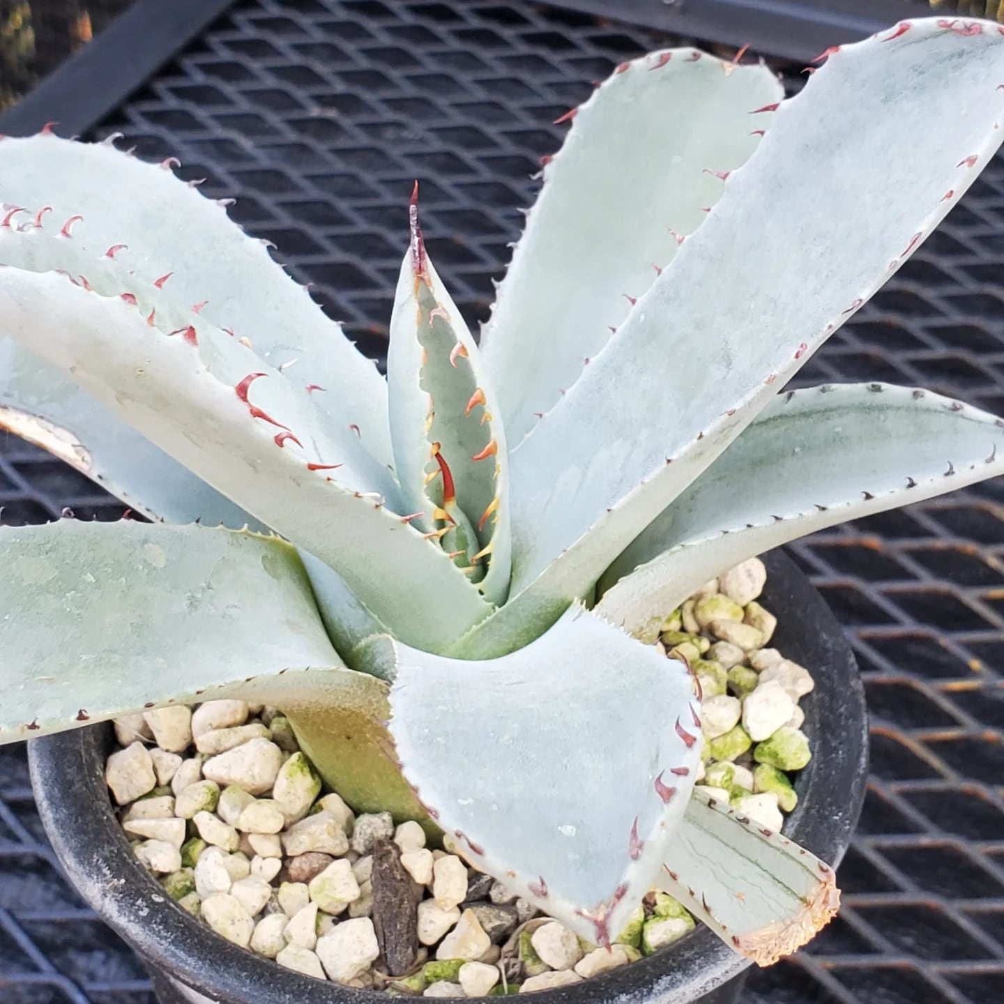 F00324_Agave parryi var. truncata：アガベ・パリー・トランカータ