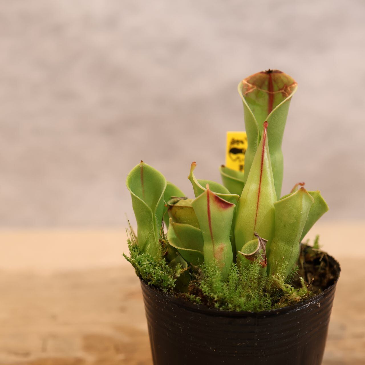 295 霧の山から届いた美しき食虫植物『ヘリアンフォラ ミノール