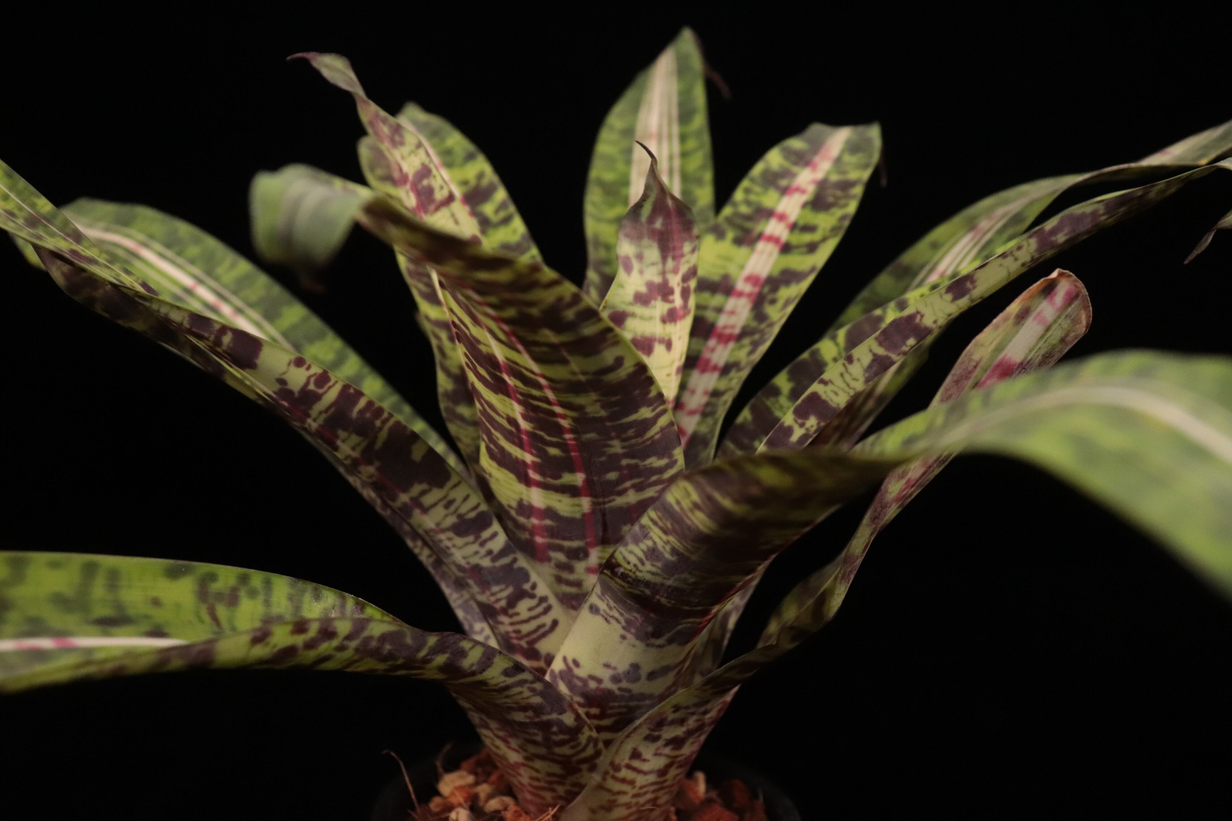 送料無料】Vriesea 'Josefa Leon'〔フリーセア〕現品発送V0112 | plane