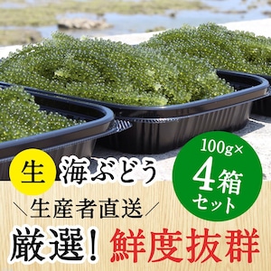 【100g×4個セット】沖縄 南城市産 朝採れ生海ぶどうA級品