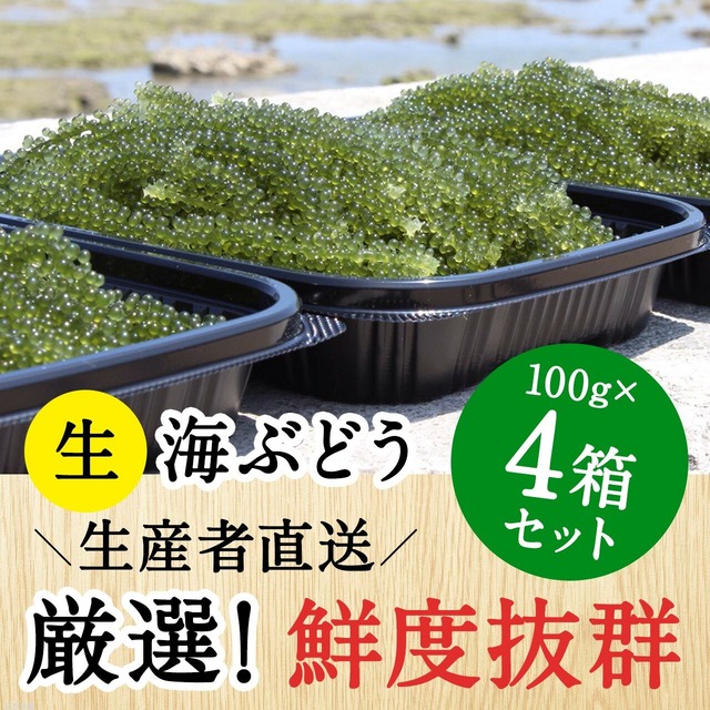 【100g×4個セット】沖縄 南城市産 朝採れ生海ぶどうA級品}