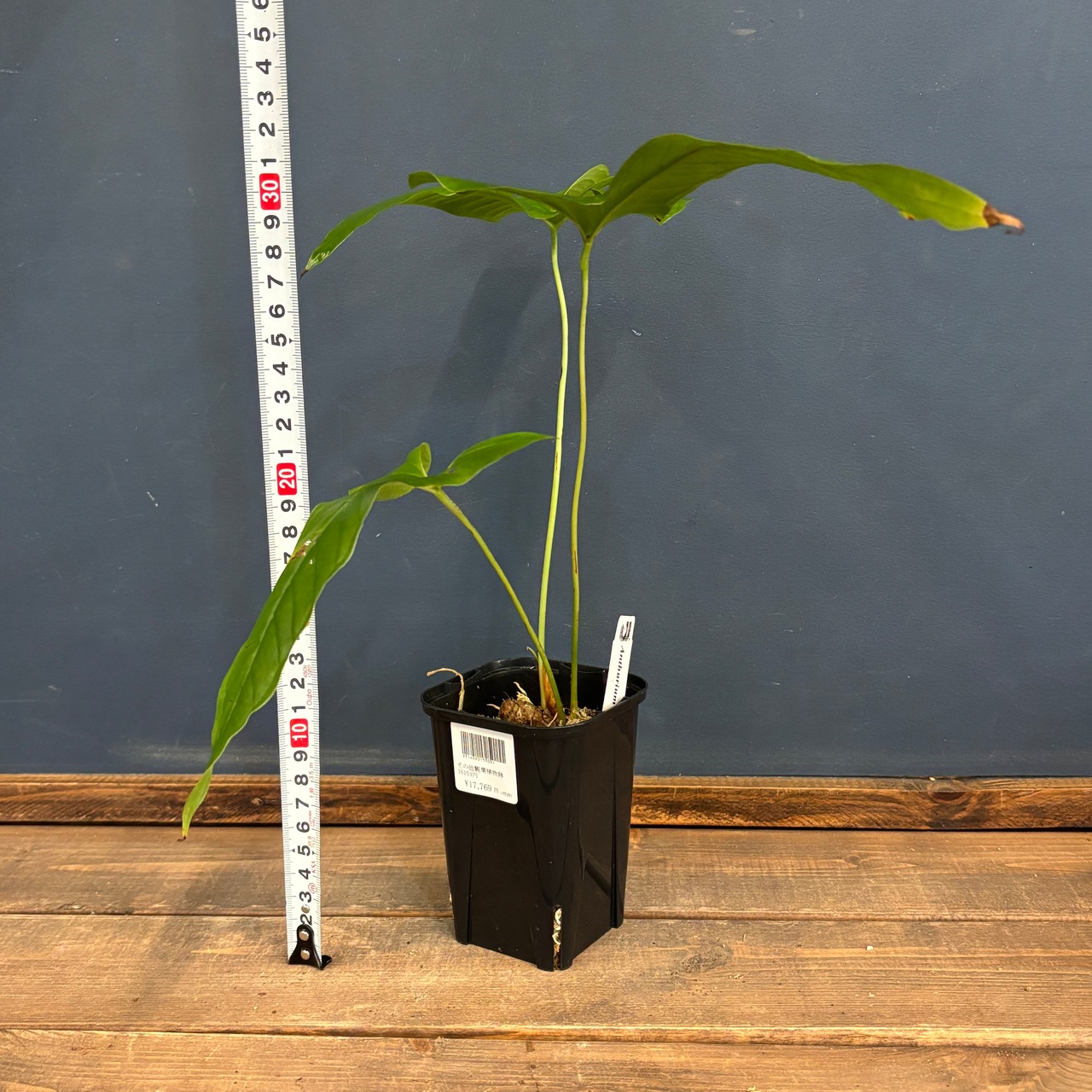 アンスリウム　ドラコノプテラム【1090】