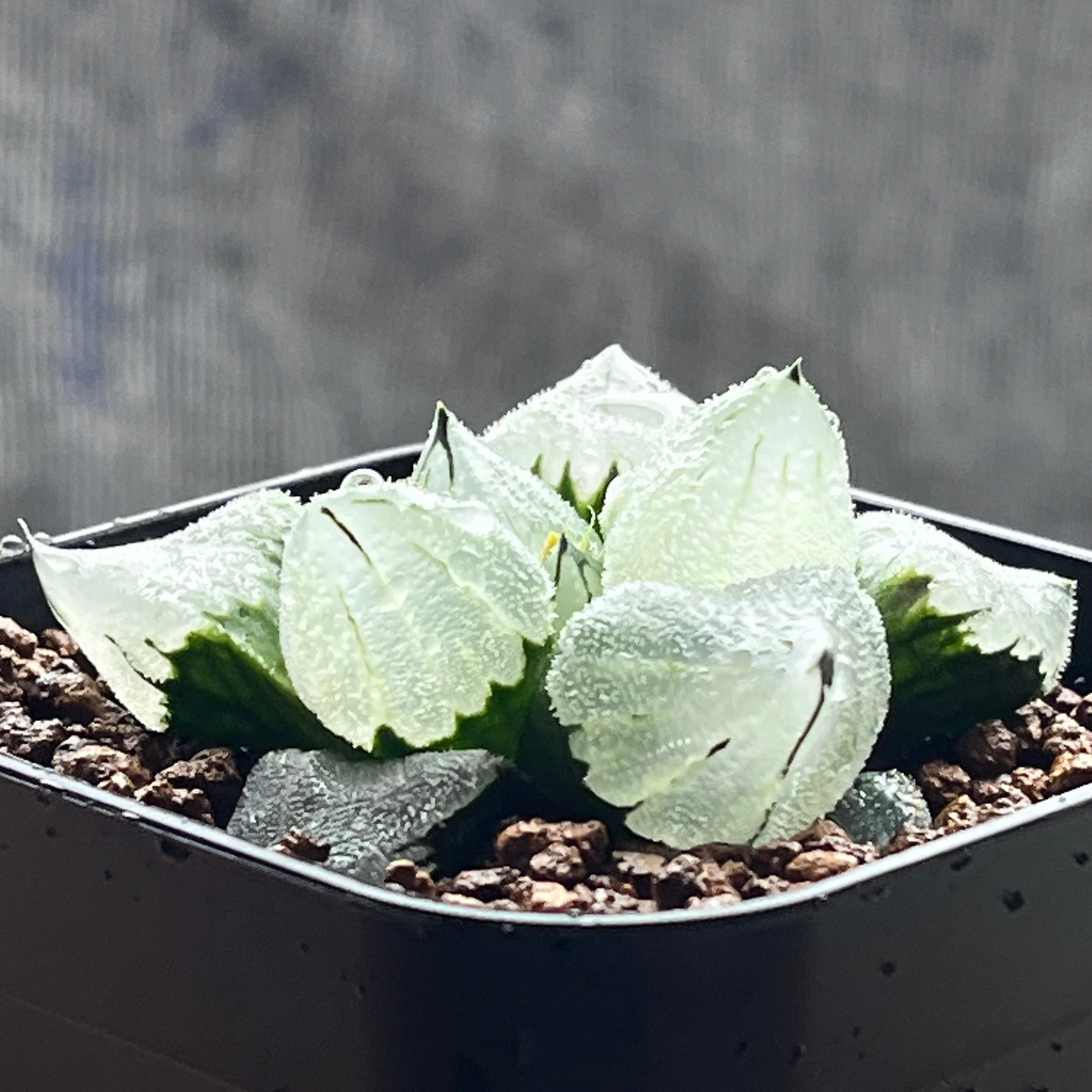 ハオルチア ピグマエアミュータント　特異 ハオルチア ピグマエアミュータント 特異株 | mocono_plants