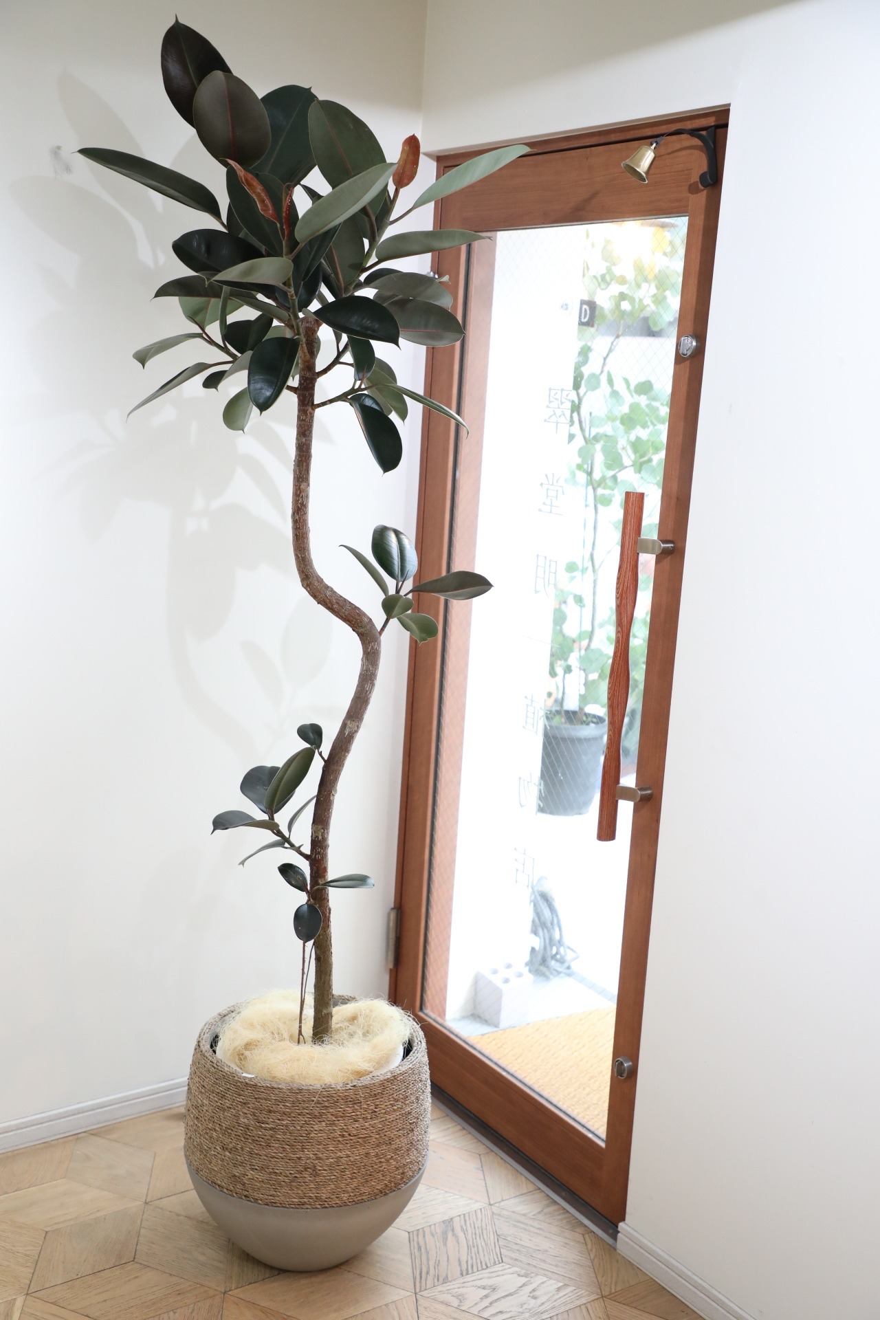 【L】【193cm】フィカス バーガンディ/Ficus　※鉢カバー別