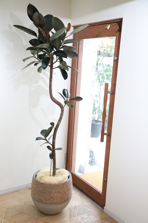 【L】【193cm】フィカス バーガンディ/Ficus　※鉢カバー別