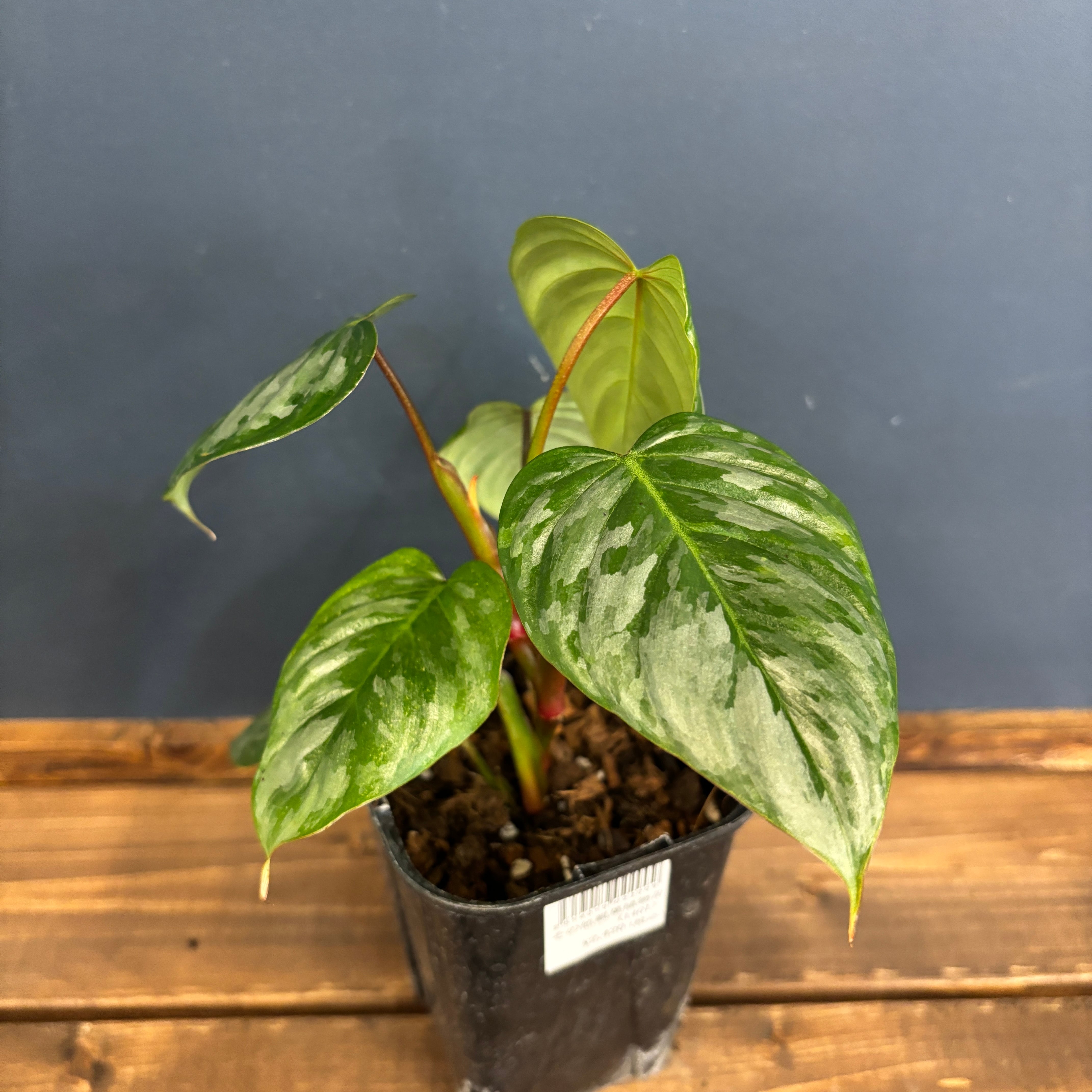 フィロデンドロン ソディロイ【105】 | PROTOLEAF プロトリーフ 