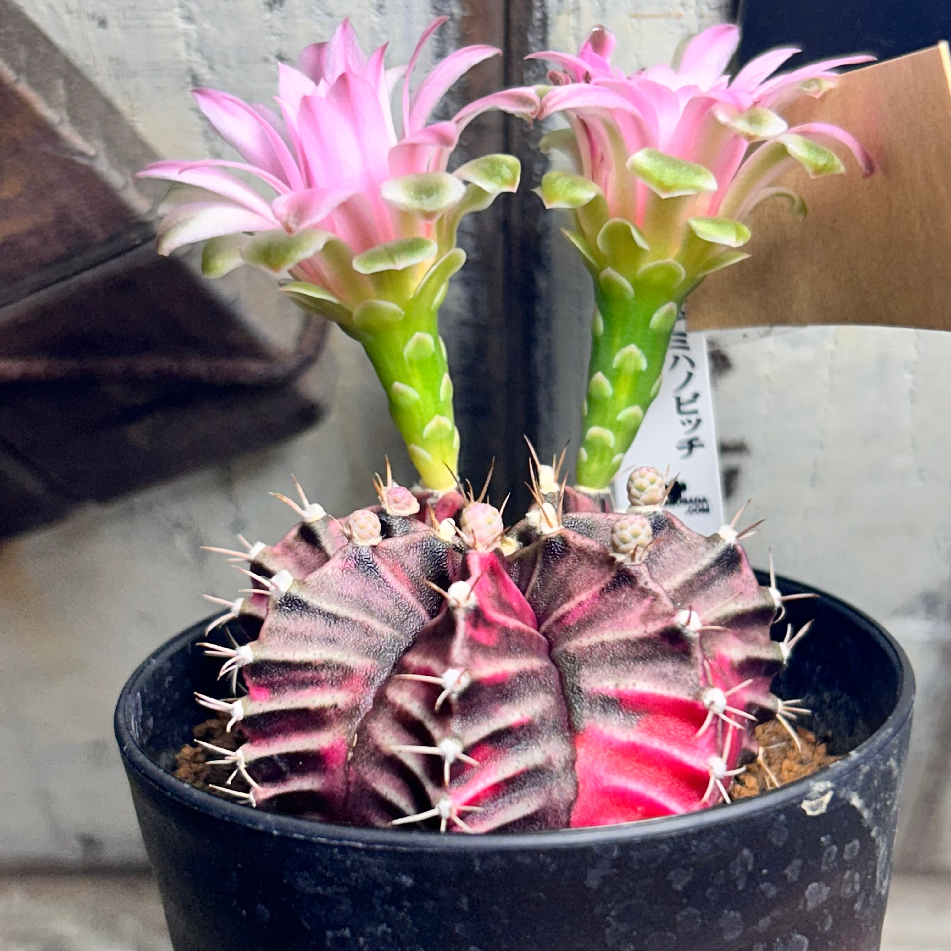 H)⑤ギムノカリキウム 緋牡丹錦(夏型 | RuPo 多肉植物専門店