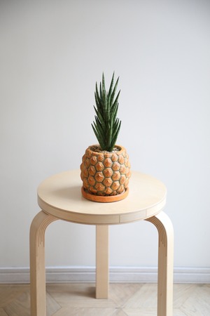 【M】サンスベリア フランシシー/Sanseveria