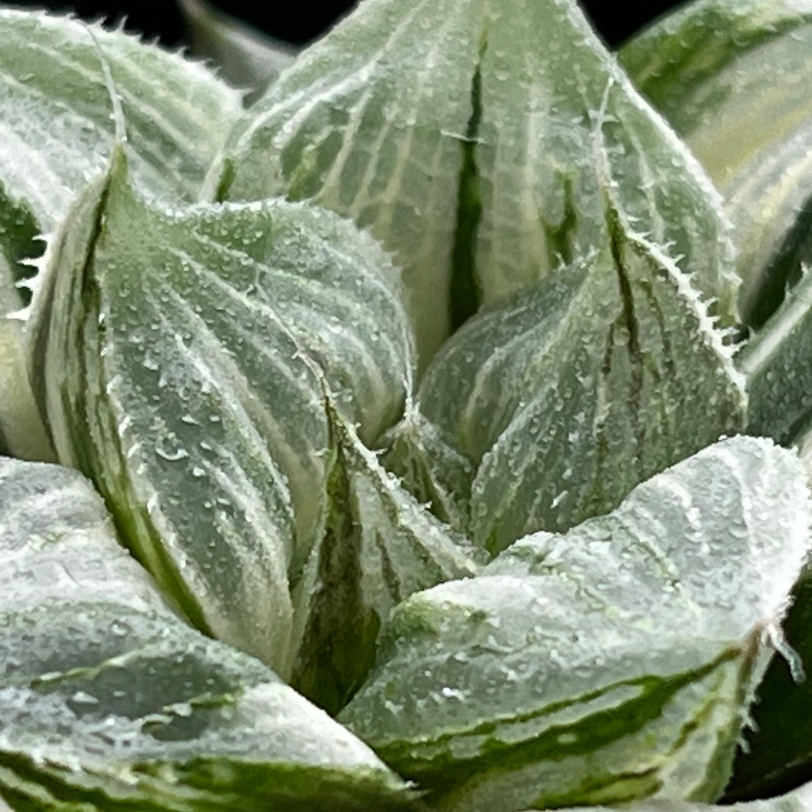 ハオルチア 三仙寿錦 | mocono_plants