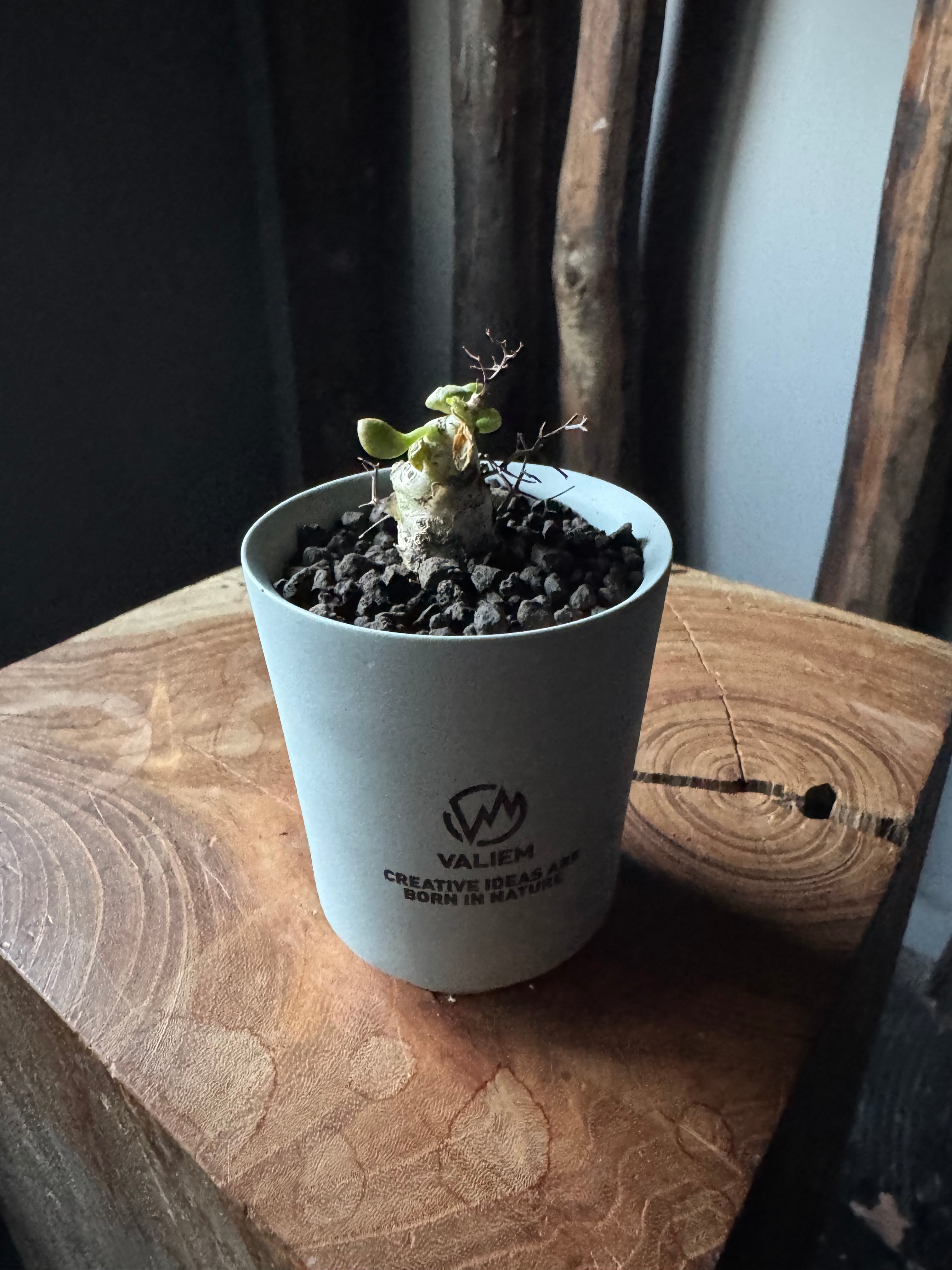 塊根植物 -caudex- | 青坊主-aobouzu-