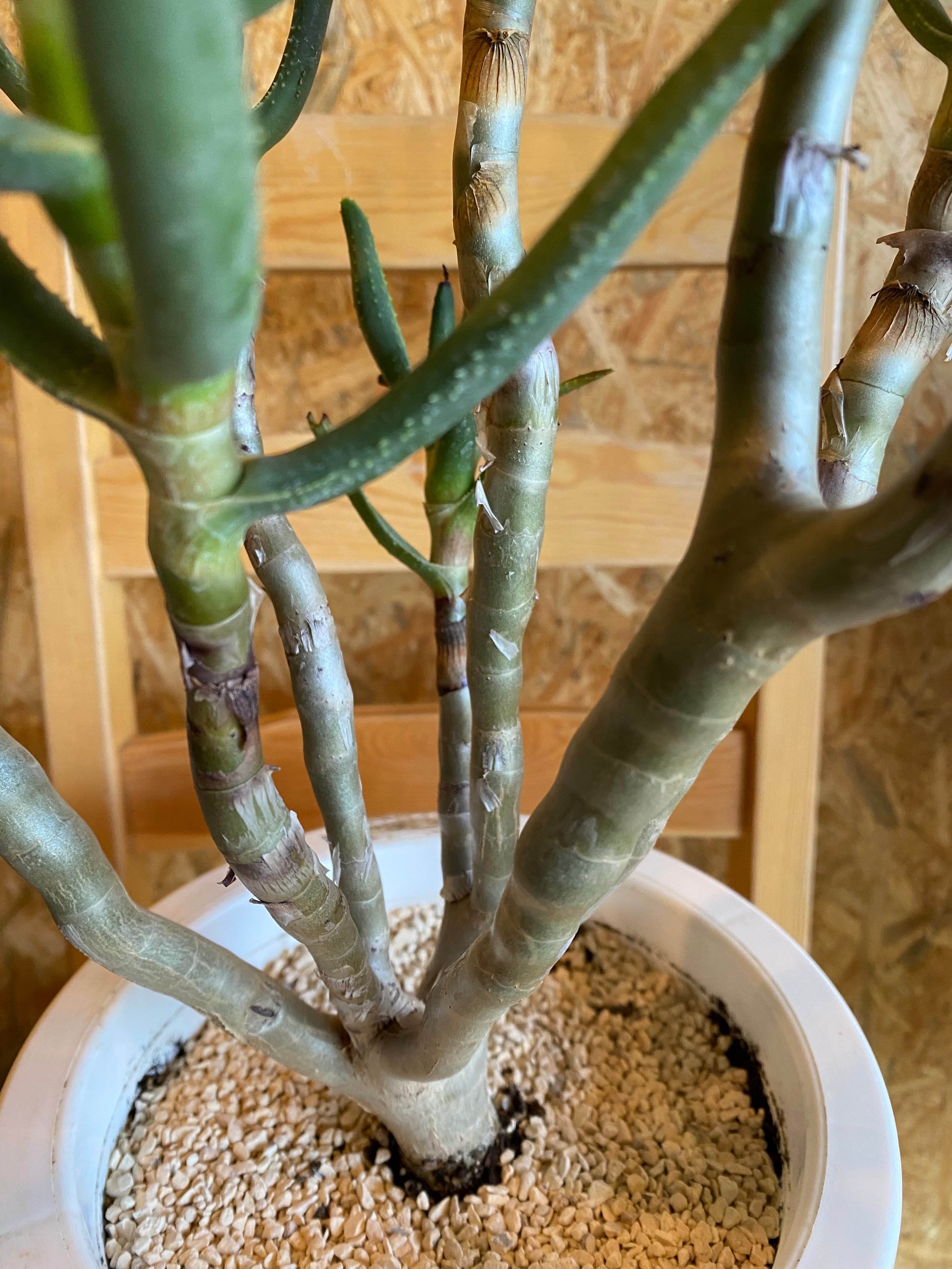 良形】ハビタットスタイル ラモシシマ 鉢のまま発送 良形】ハビタット