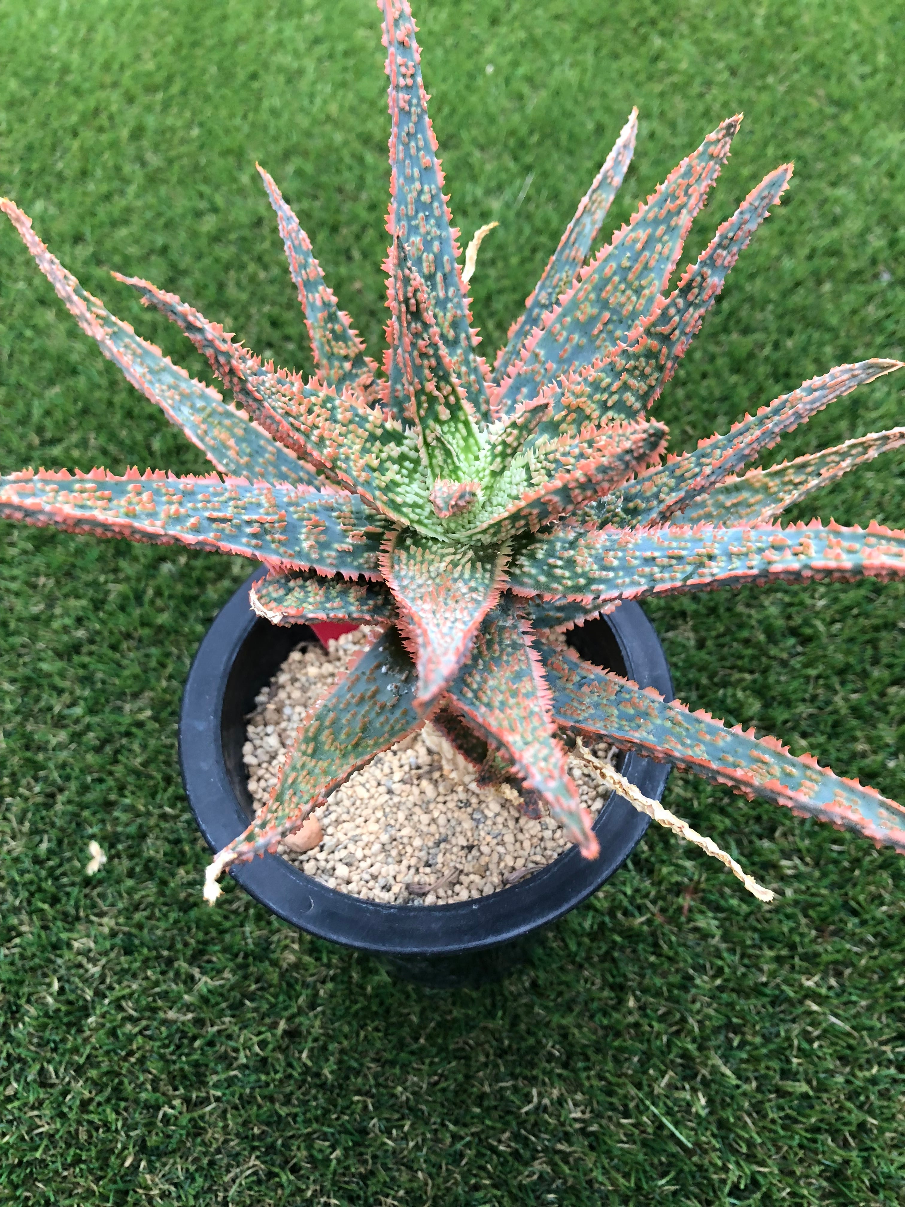 Aloe cv.DZ (Debra Zimmerman) アロエ DZ | plants MARU ーサボテン