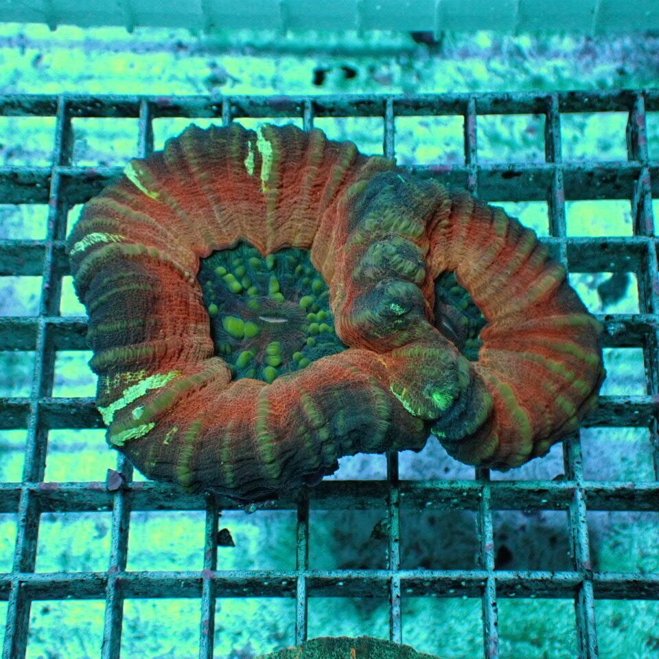 スコリミア | HOUSE REEF(ハウスリーフ)サンゴ・海水魚・海藻・通販