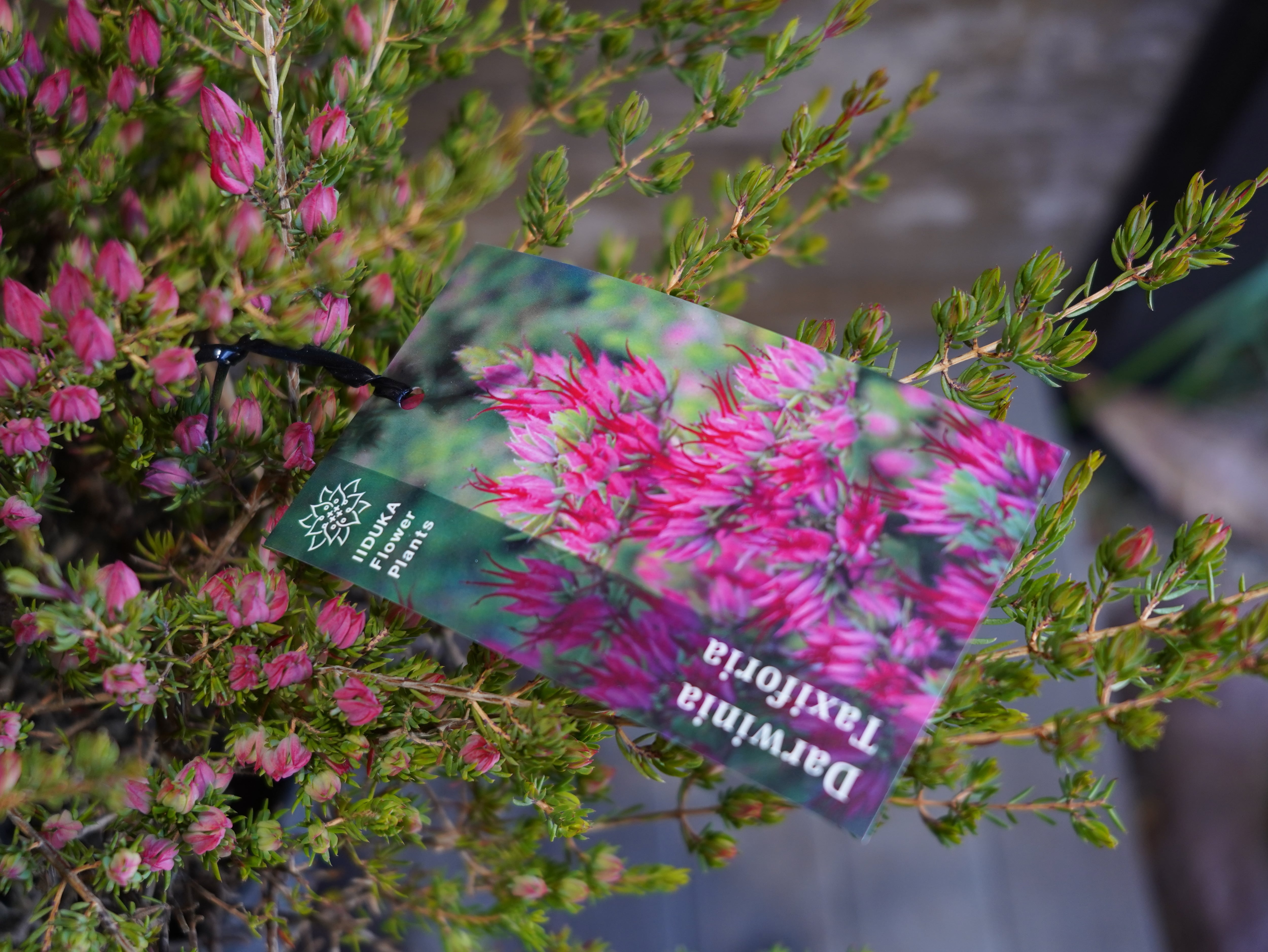 【現物】ダーウィニア "タクシフォリア"