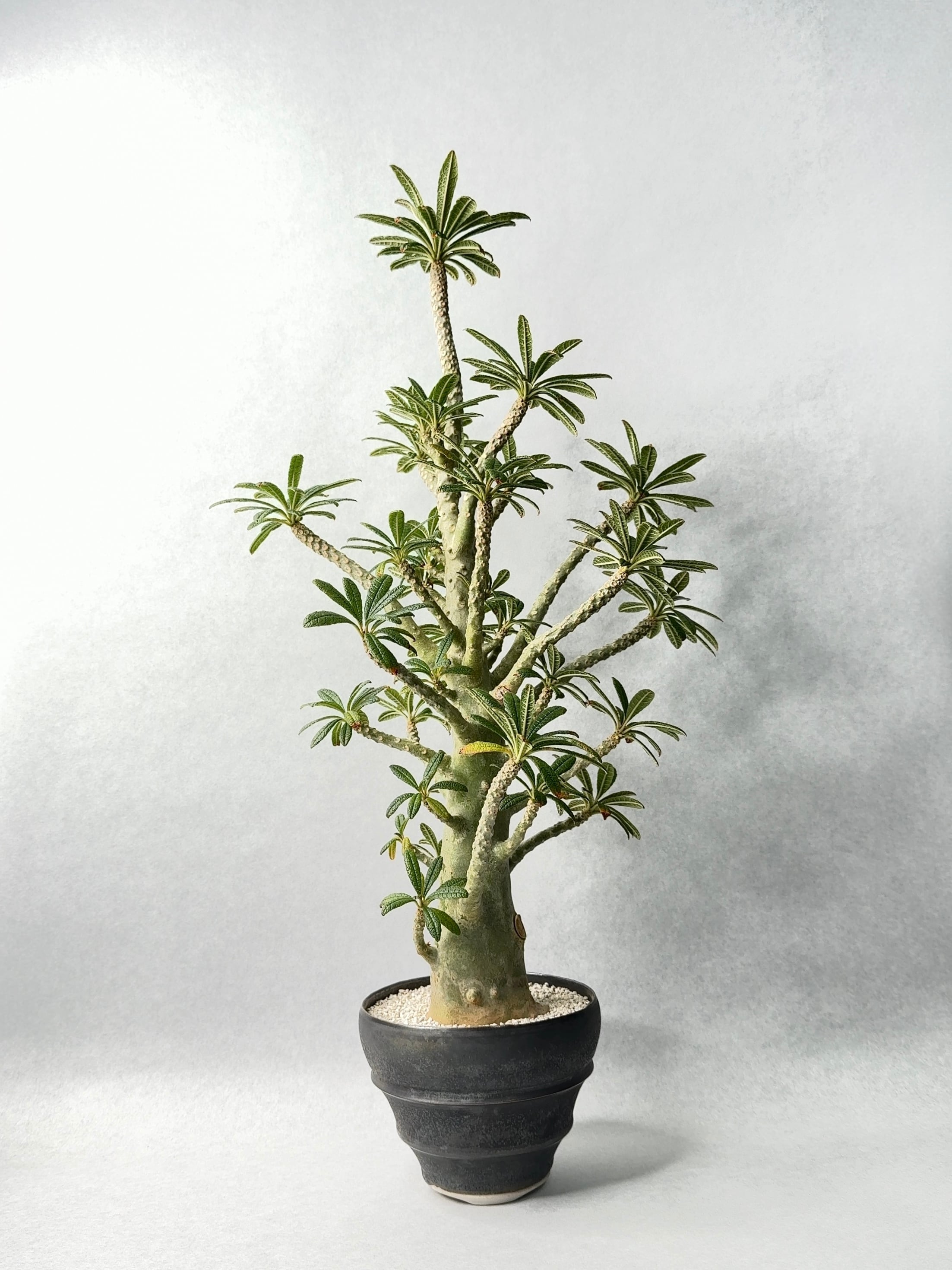 ドルステニア・ギガス | trigger