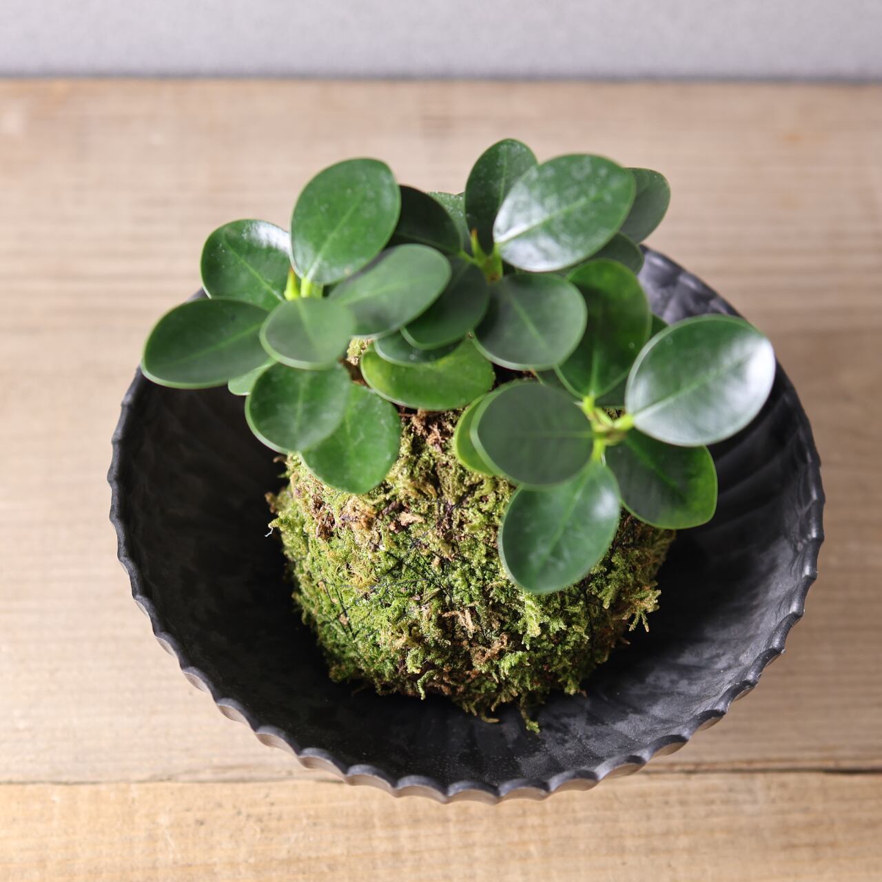 384 小さな森の守り神『パンダガジュマル苔玉』お皿付き 観葉植物