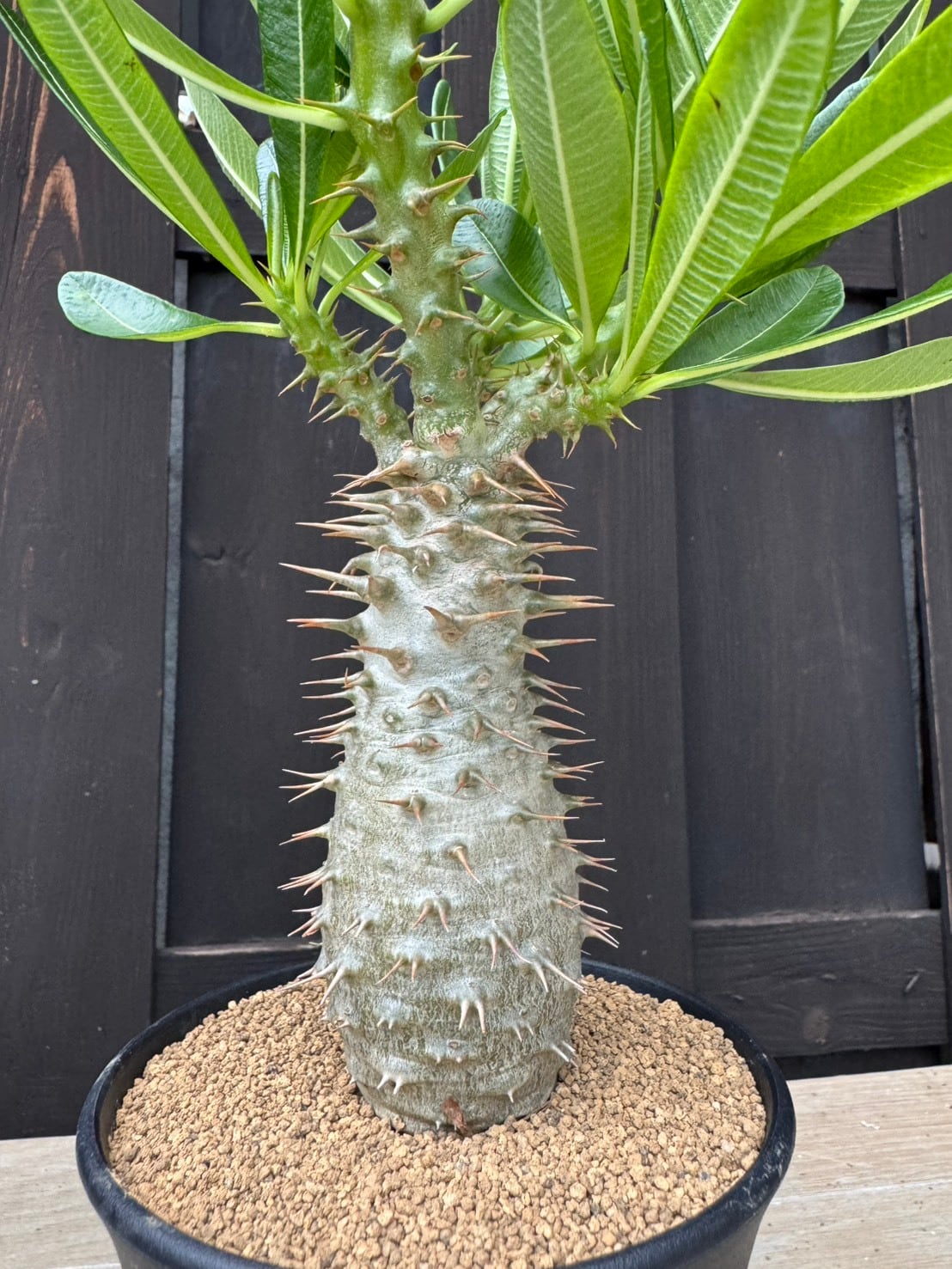 パキポディウム・アンボンゲンセ A 新着】Pachypodium ambongense 3 【極太の激レア品種】パキポディウム