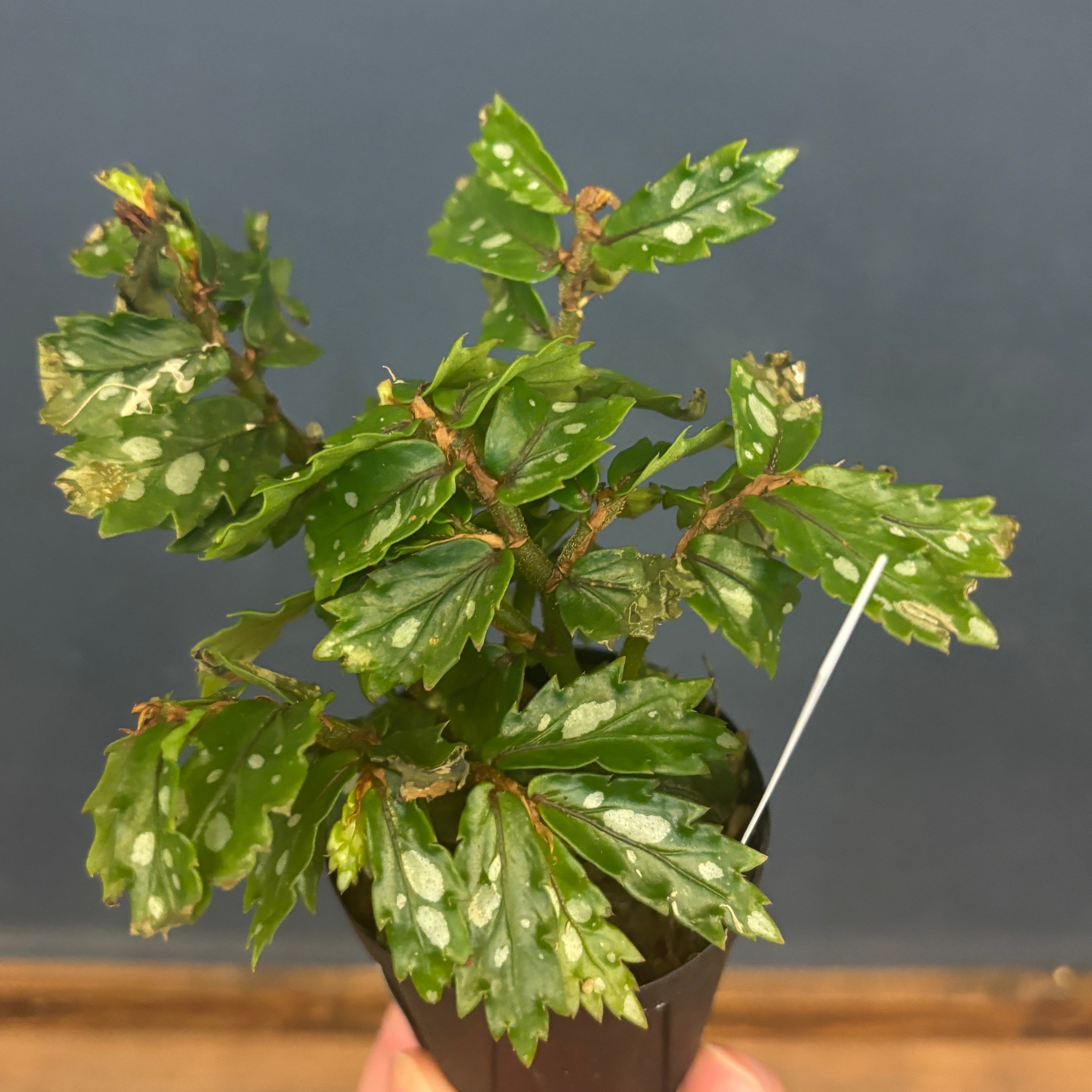 レアプランツ | PROTOLEAF プロトリーフ