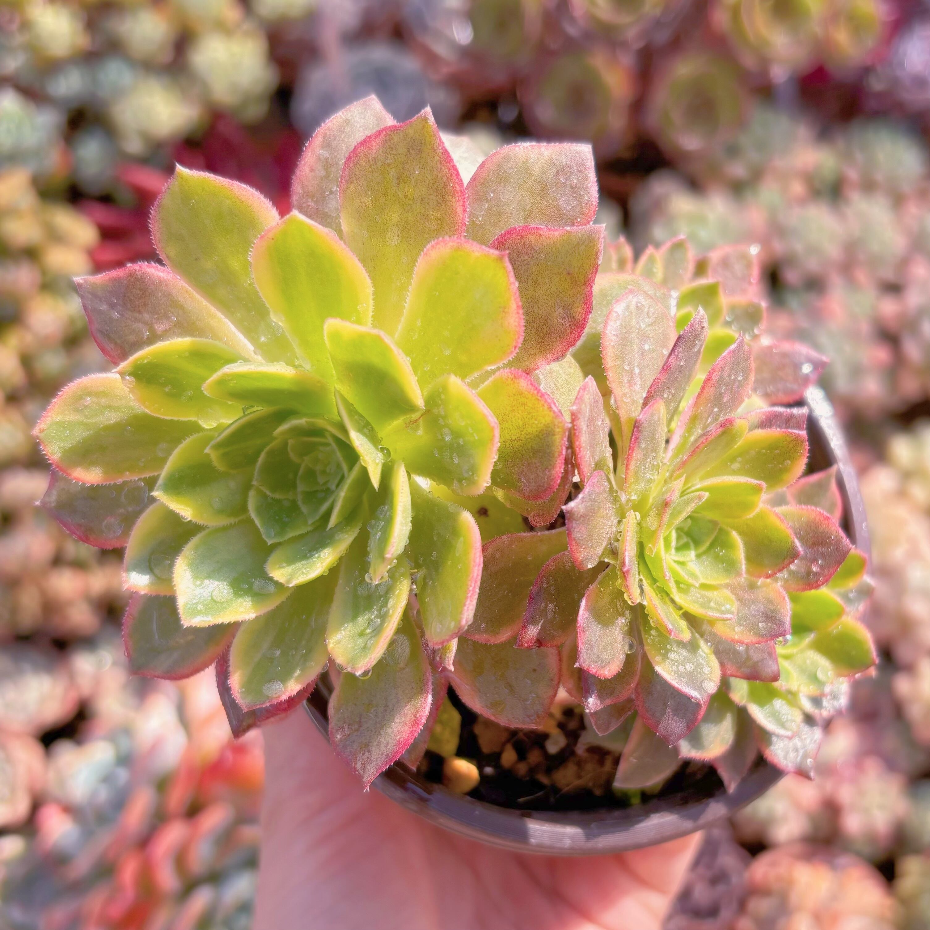 現品　フェスティバル錦#612　るる農園