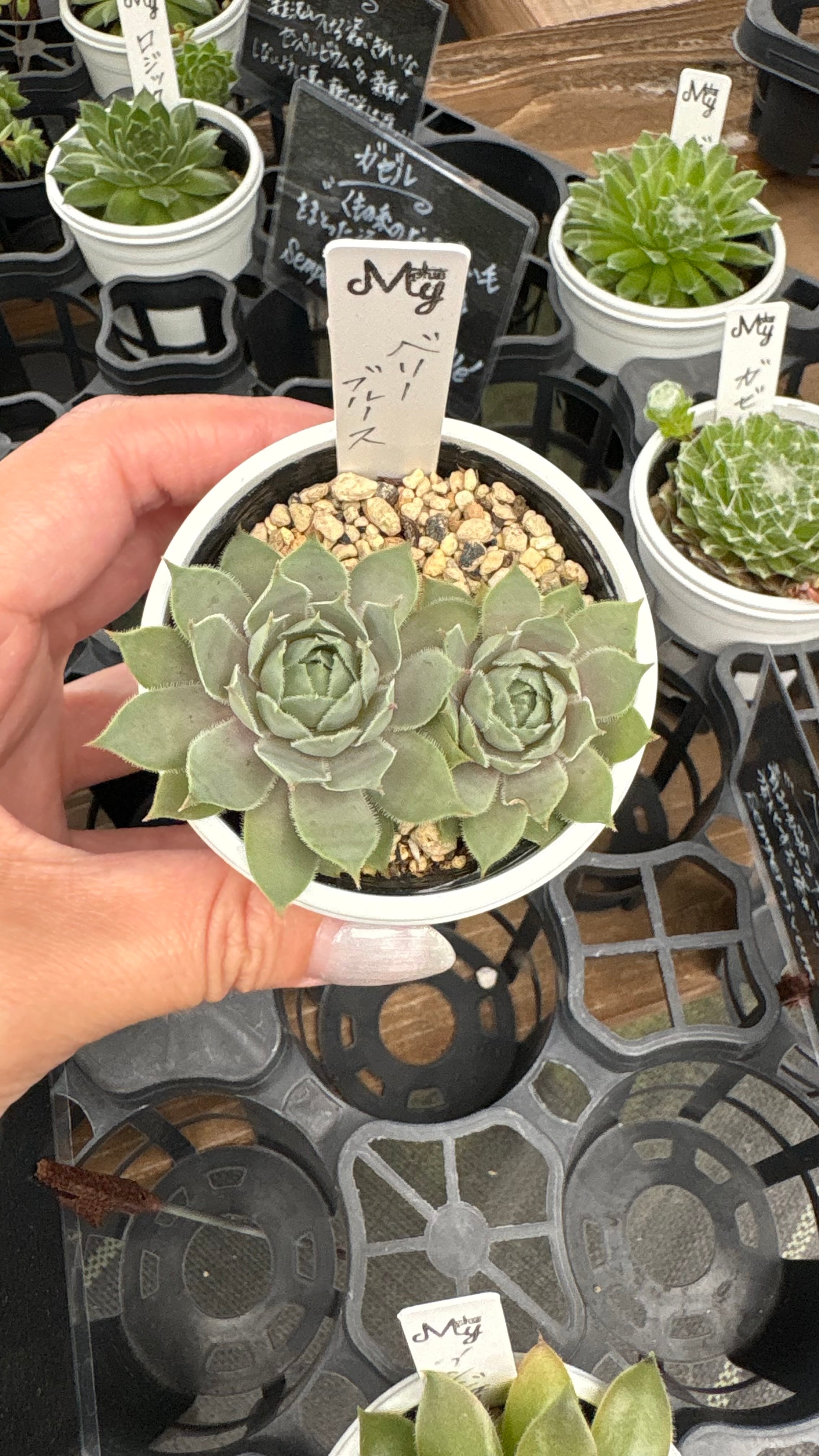 多肉植物専門店MYplus