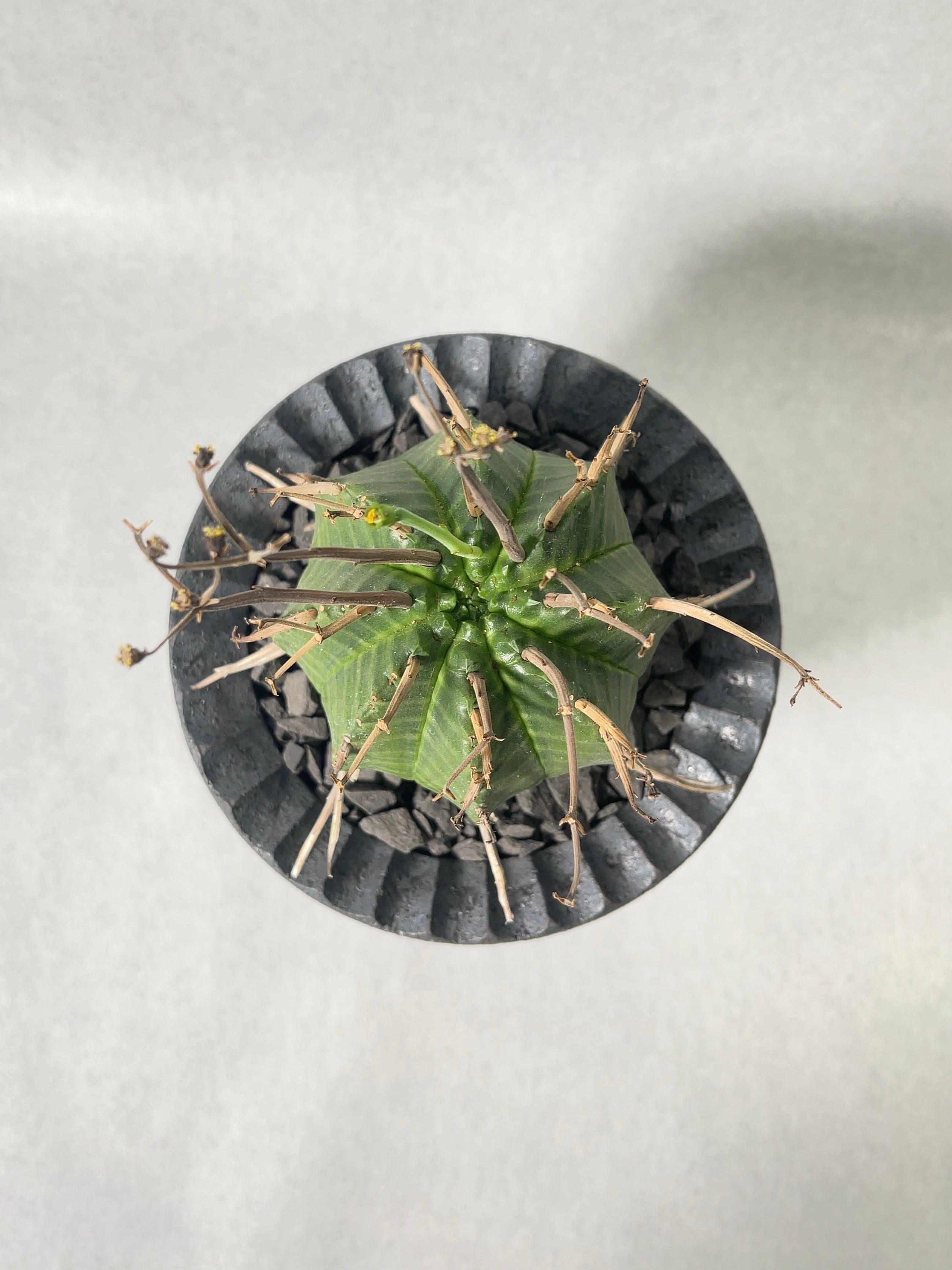 ユーフォルビア・スーパーバリダ | trigger