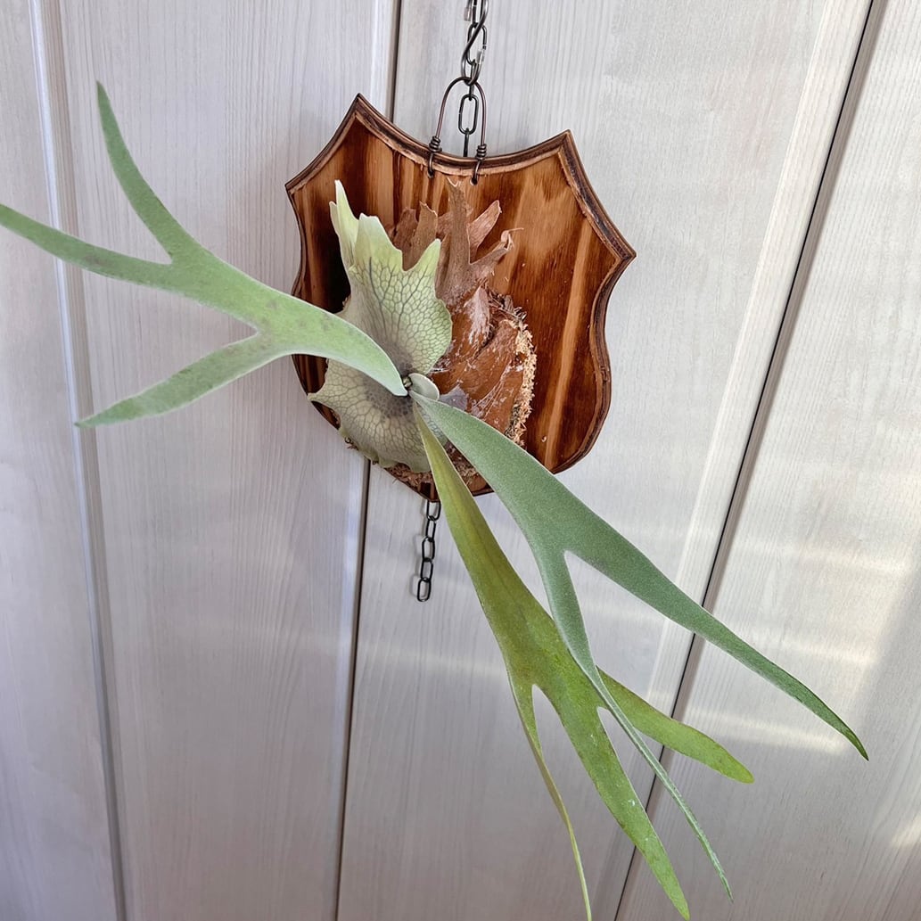 ビカクシダ ベイチー 板付 【観葉植物 壁掛け コウモリラン】 | Pay ID