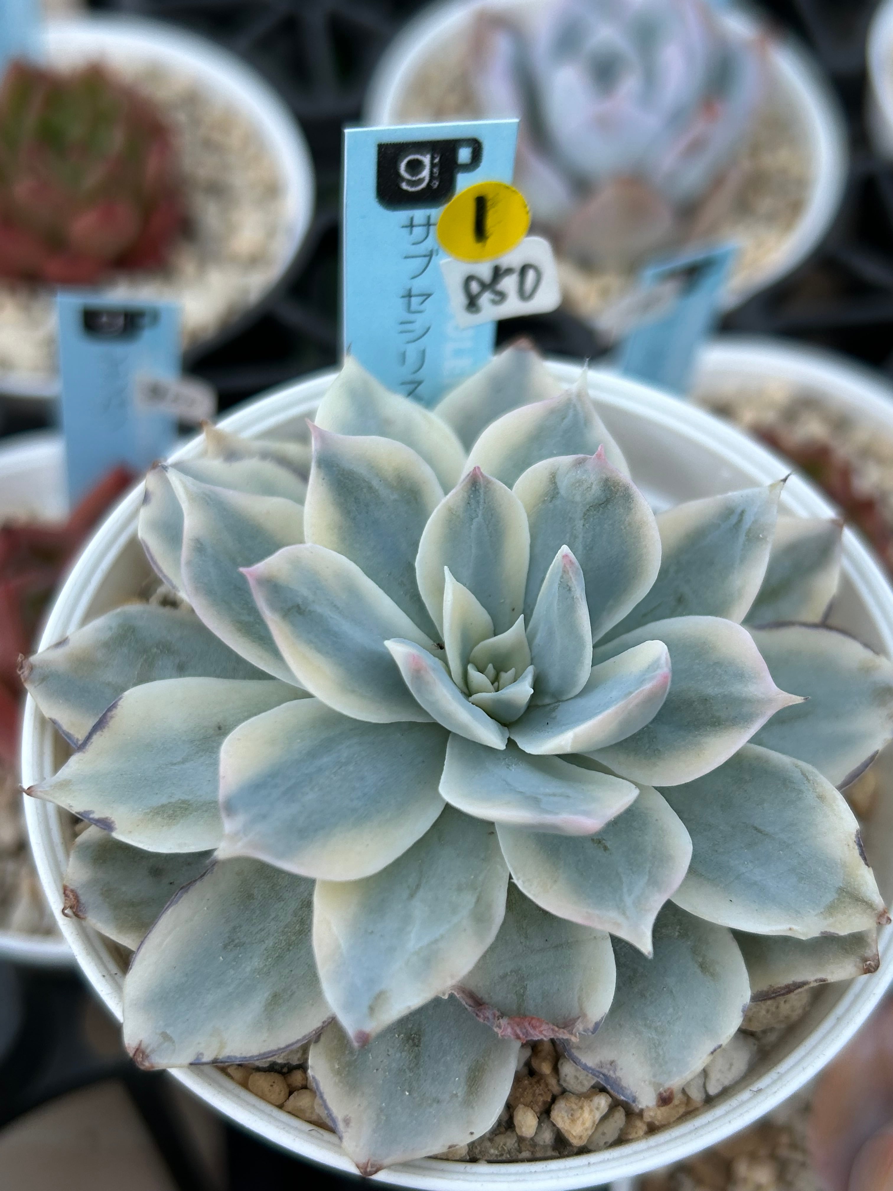 多肉植物 韓国苗 あお☆様 多肉植物 韓国苗 サブセシリス錦☆No.1