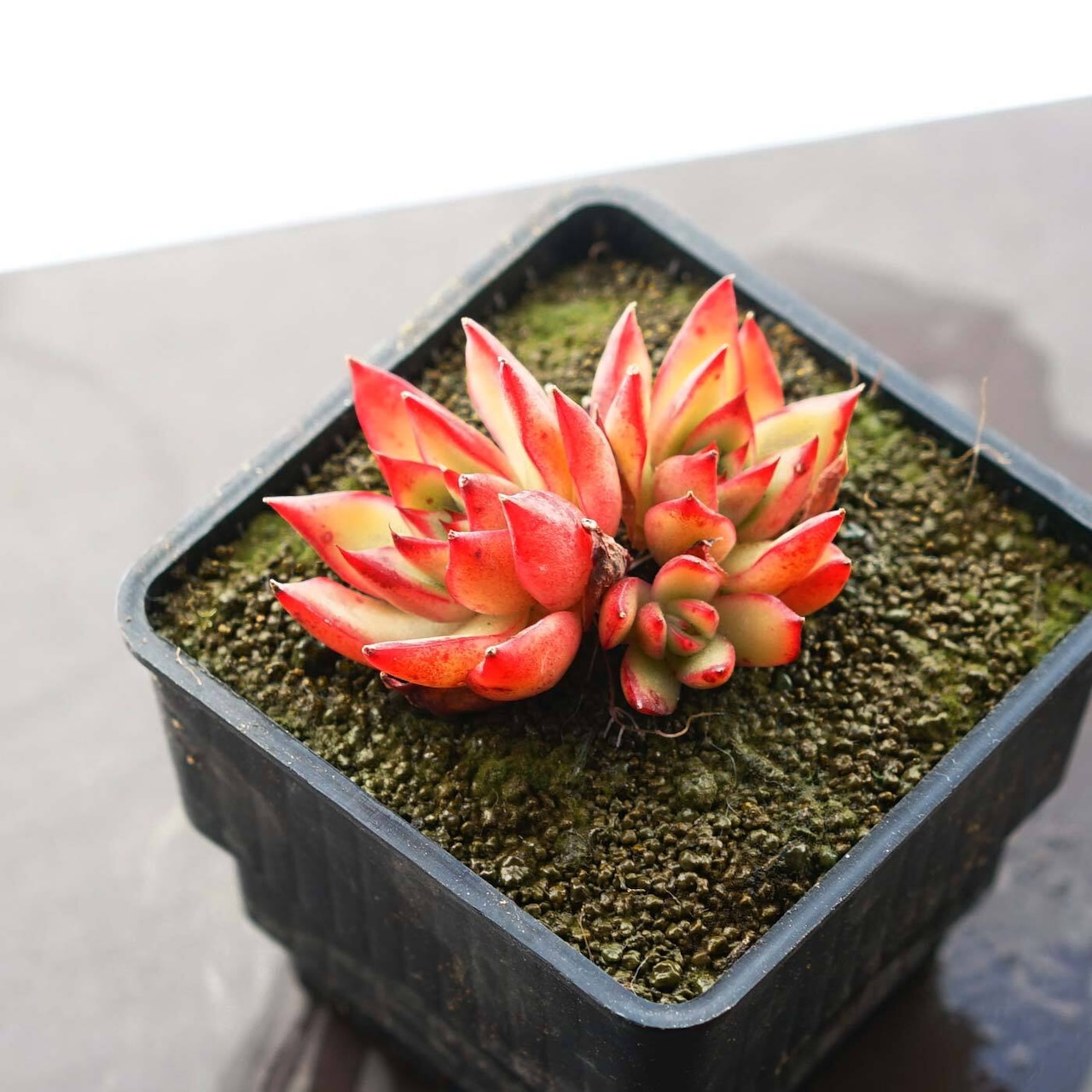 一部発根済カット苗 アガボイデス ジゼル 3〜4頭群生 Echeveria agavoides 'Giselle'