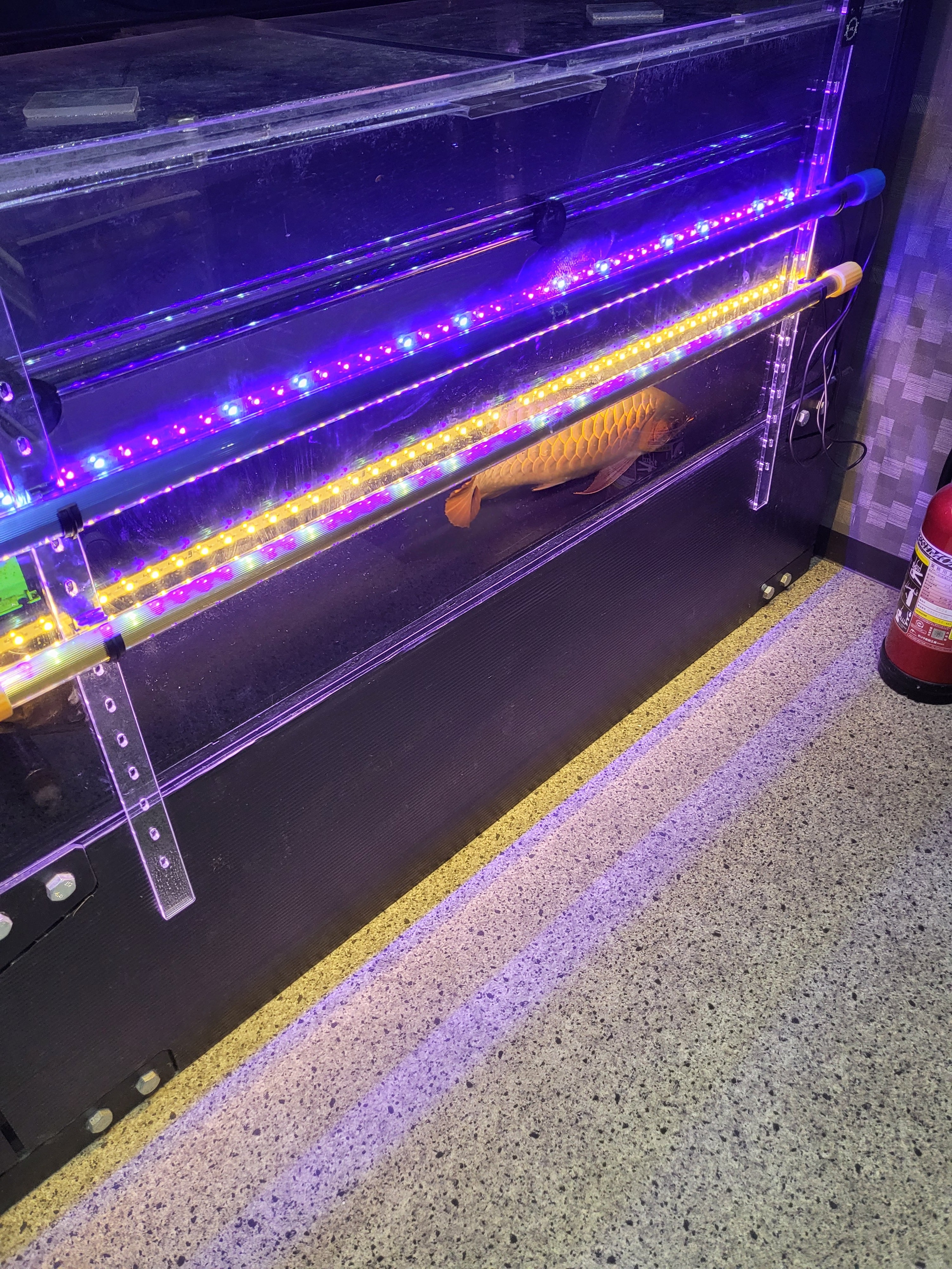 ASK LED テンニングライト 青 黄色 1200タイプ | アロワナ専門店SISIK