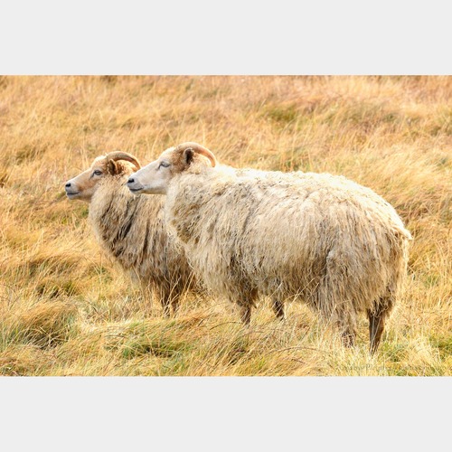 No.59-サイズS『Súðavikの羊 #2』