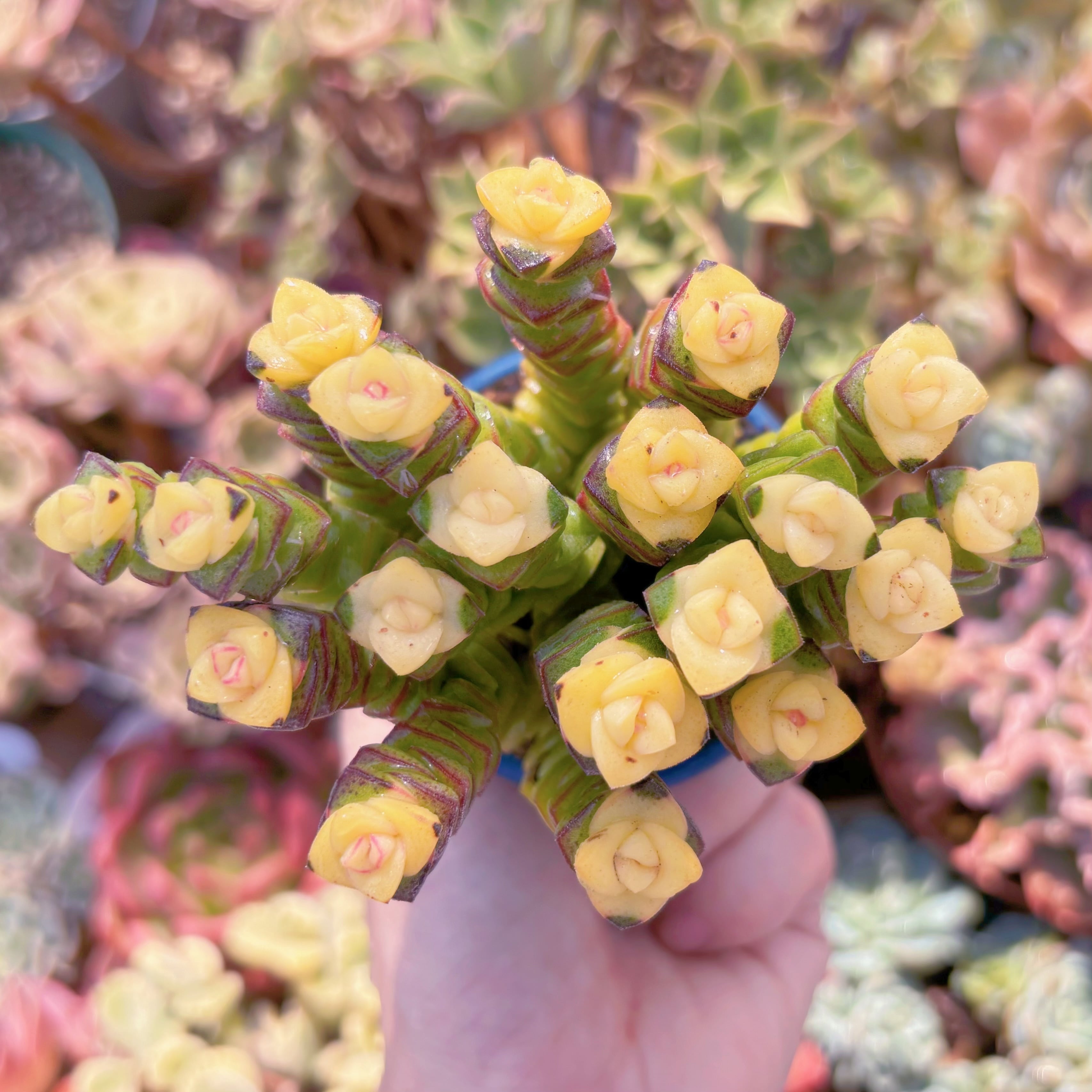 多肉植物　crassula fantasy(黄錦約20頭)　新入荷　るる農園