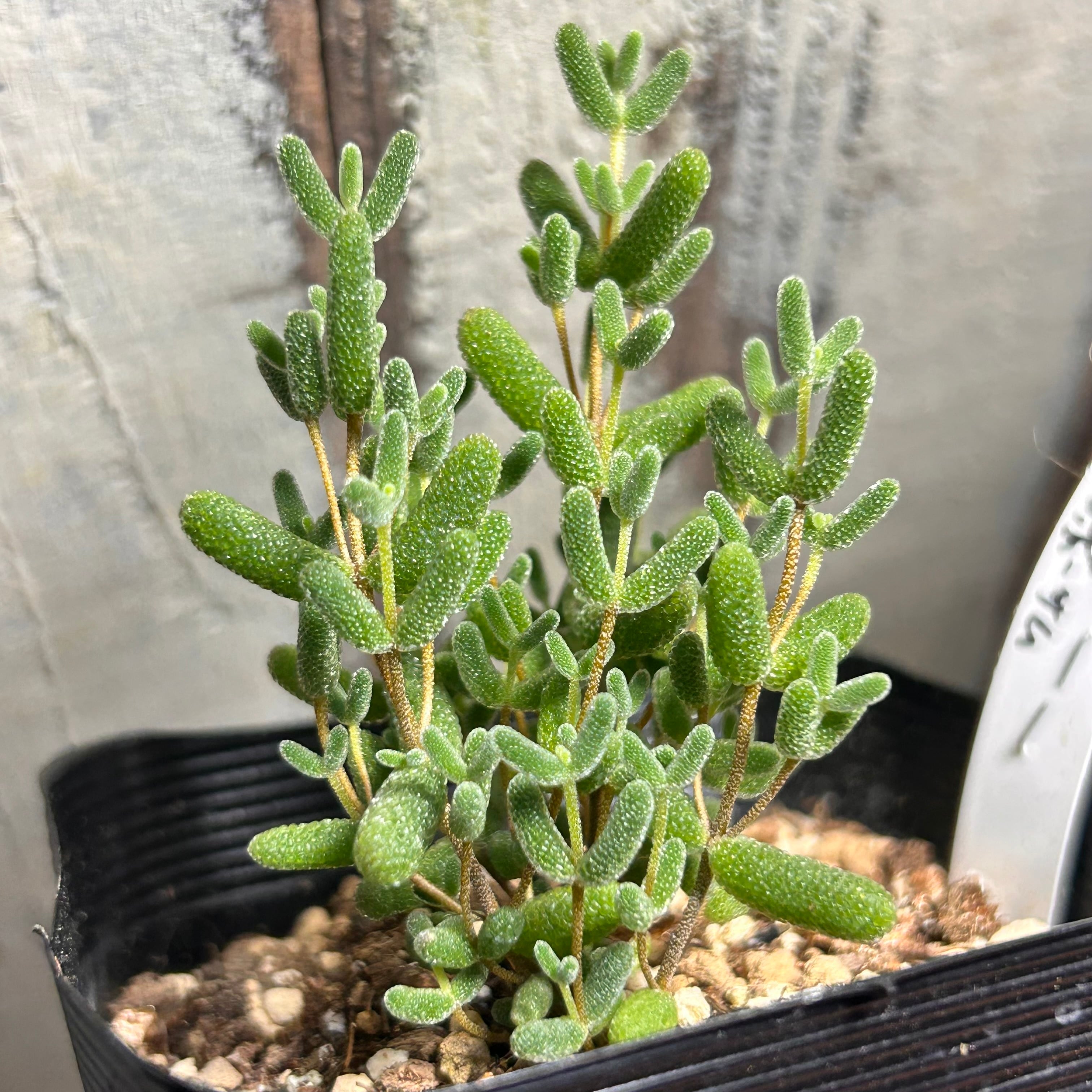 グロボーサム ドロサンテマム | RuPo 多肉植物専門店