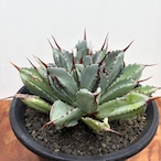 Agave ‘Cubic’【ポタトラム・キュービック】